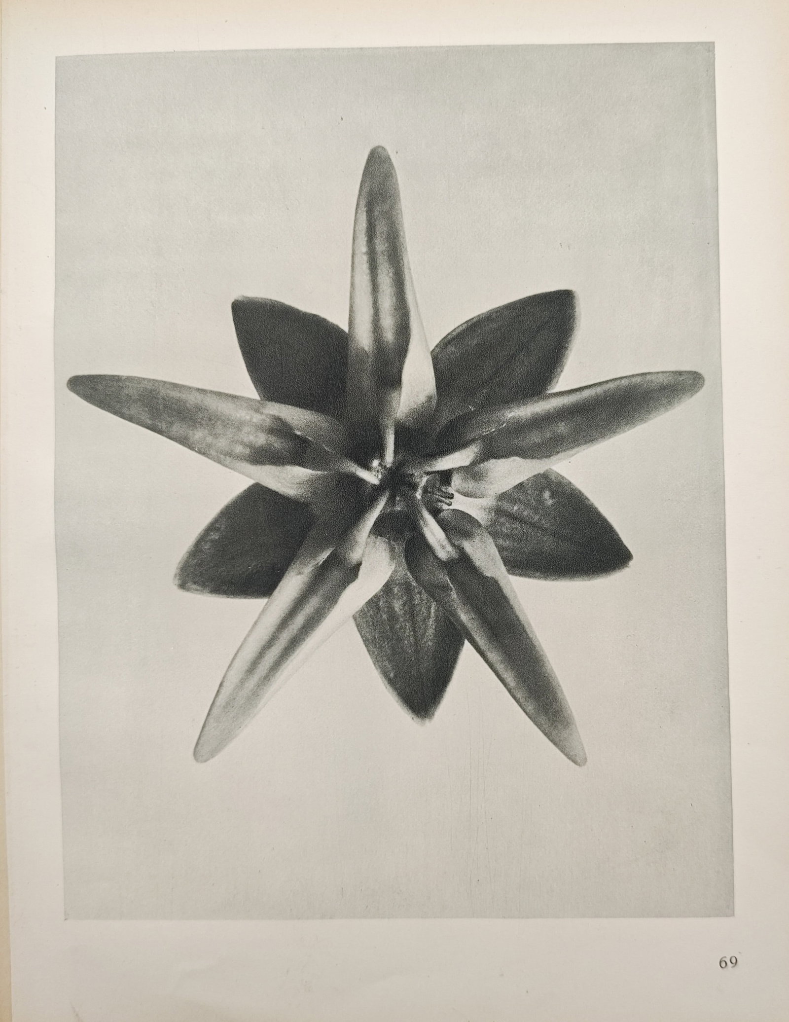 Karl Blossfeldt,after – Showy Milkweed Flower – Offset print (20th Century) (1 of 2)