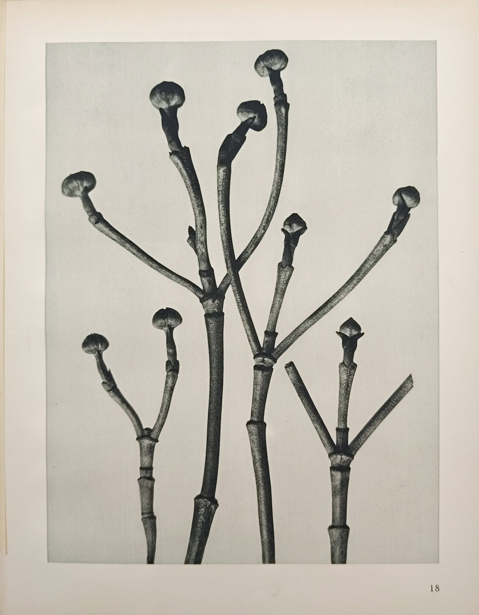 Karl Blossfeldt,after – Winter Horsetail Shoots – Offset print (20th Century): "Winter Horsetail Shoots" presents a close-up botanical study examining the segmented stems, nodes, and crowning buds of horsetail shoots set against a neutral background. The photograph was created a
