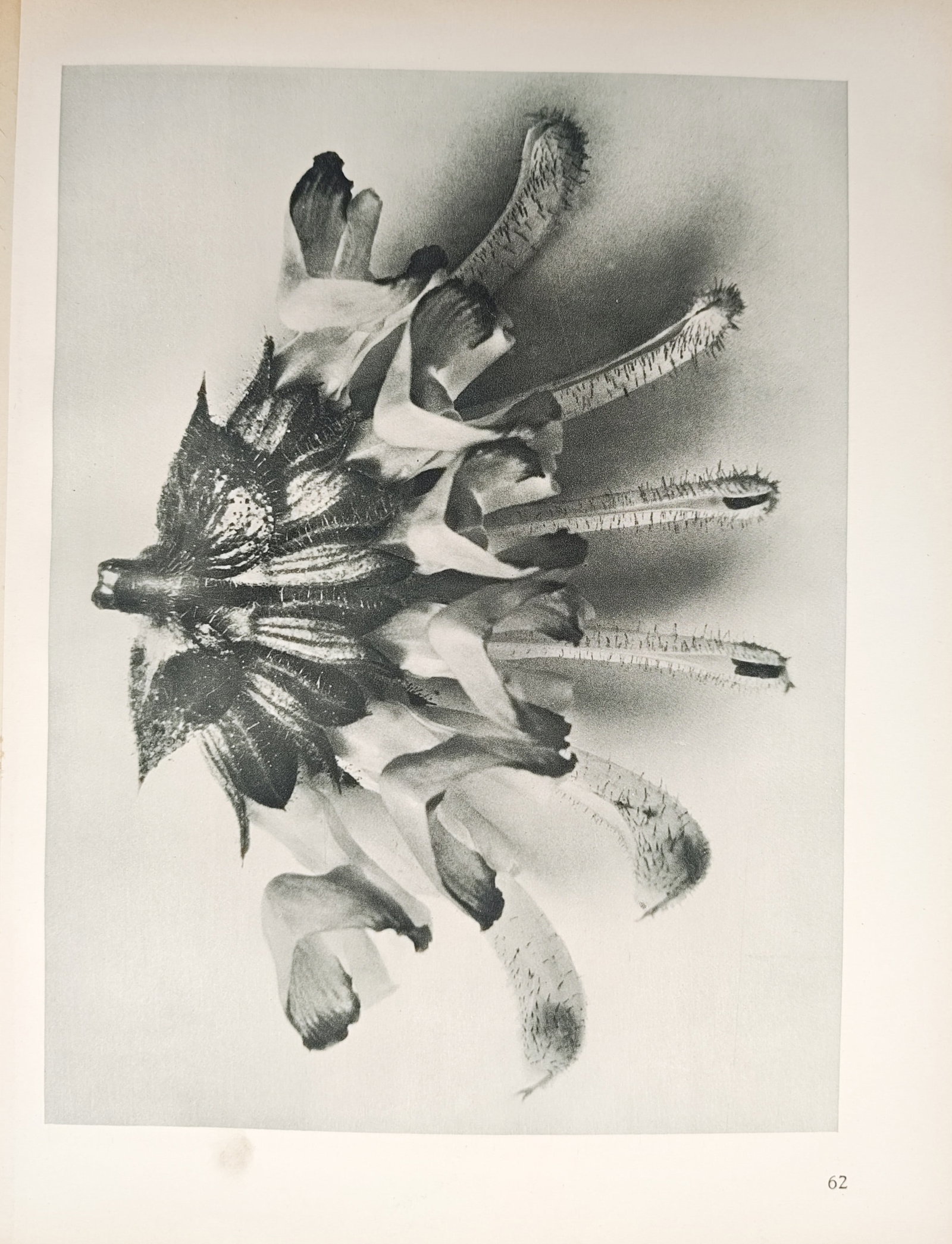 Karl Blossfeldt,after – Conical Catchfly Seed Capsule – Offset print (20th Century): "Conical Catchfly Seed Capsule" presents a close-up botanical study examining the textured ribs, delicate hairs, and radiating lobes of a seed capsule against a neutral background. The photograph was 