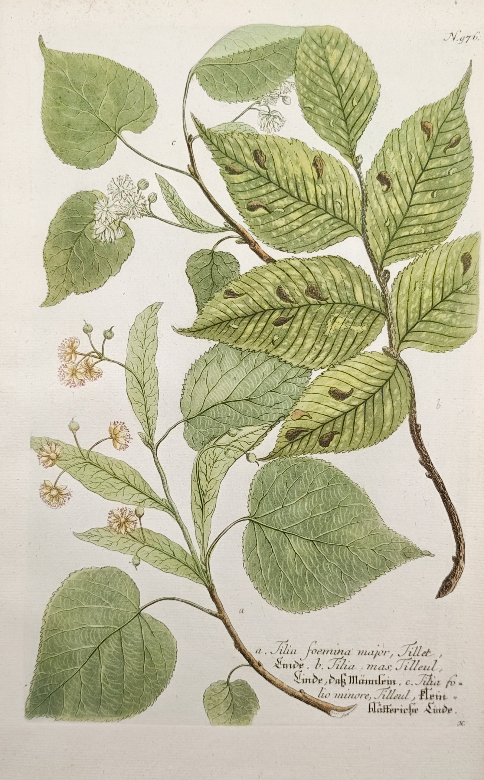 Johann Wilhelm Weinmann – Linden Tree Varieties – Mezzotint (1745) (1 of 2)