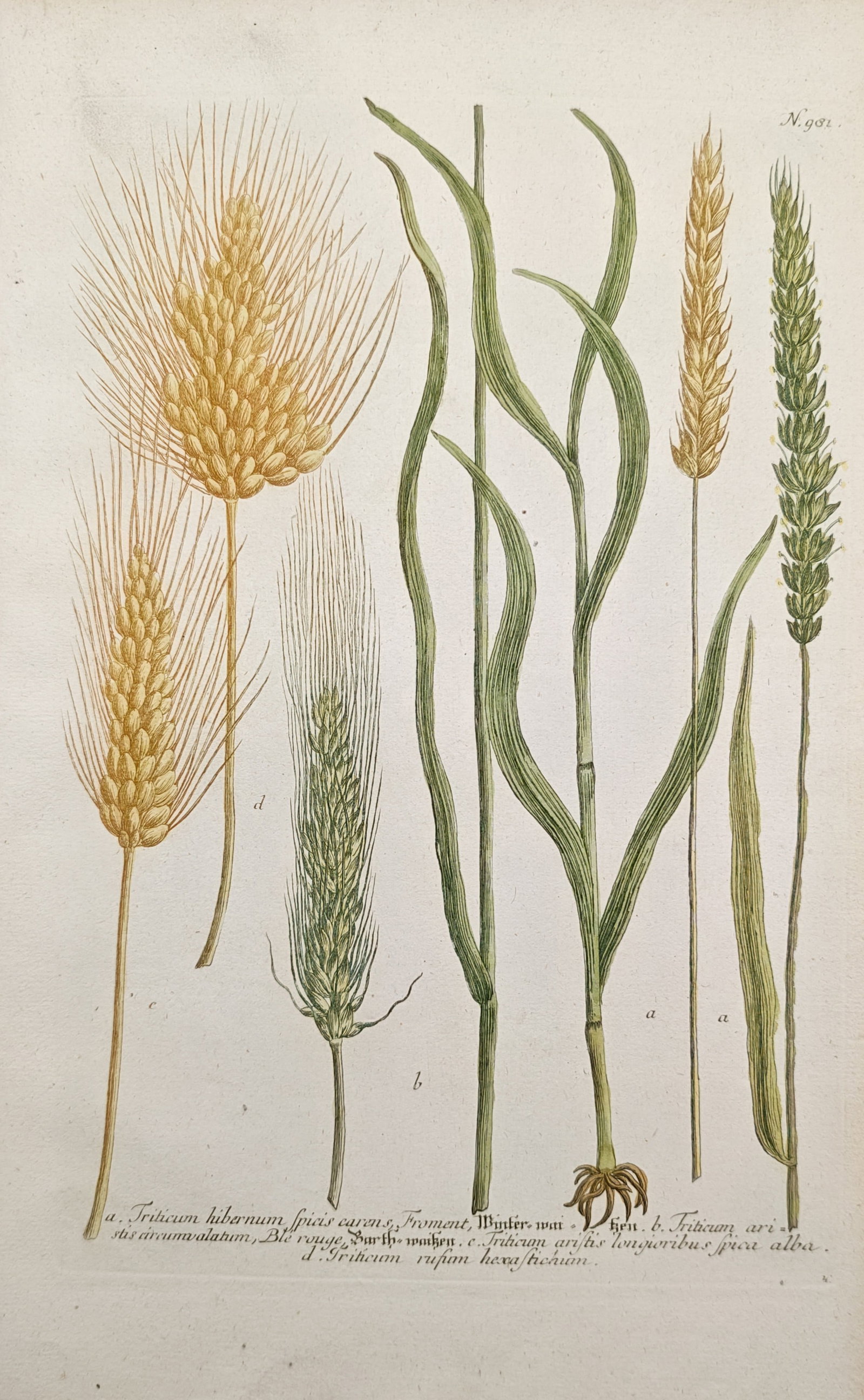 Johann Wilhelm Weinmann – Wheat Varieties – Mezzotint (1745) (1 of 2)