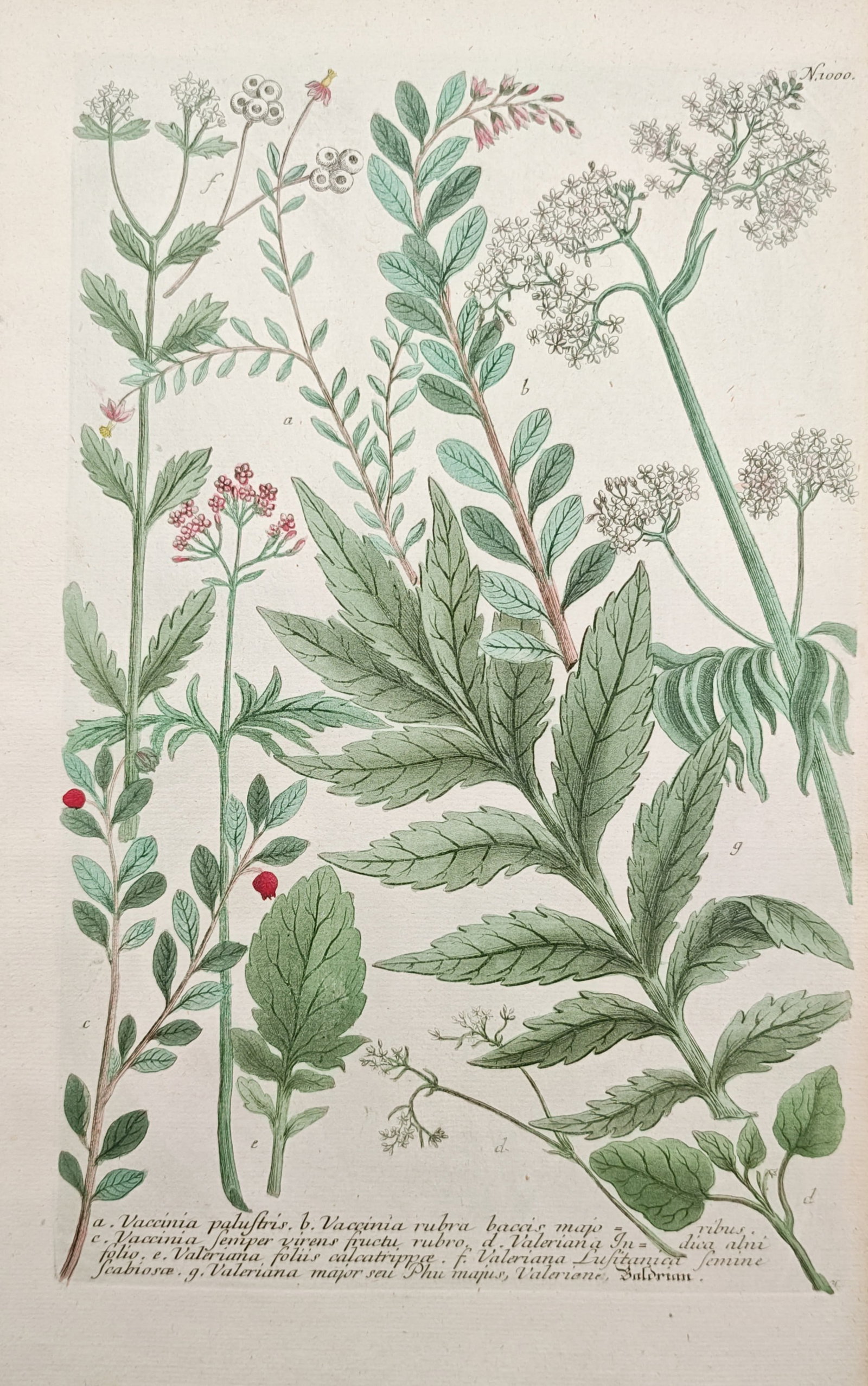 Johann Wilhelm Weinmann – Cranberry and Valerian Varieties – Mezzotint (1745) (1 of 2)