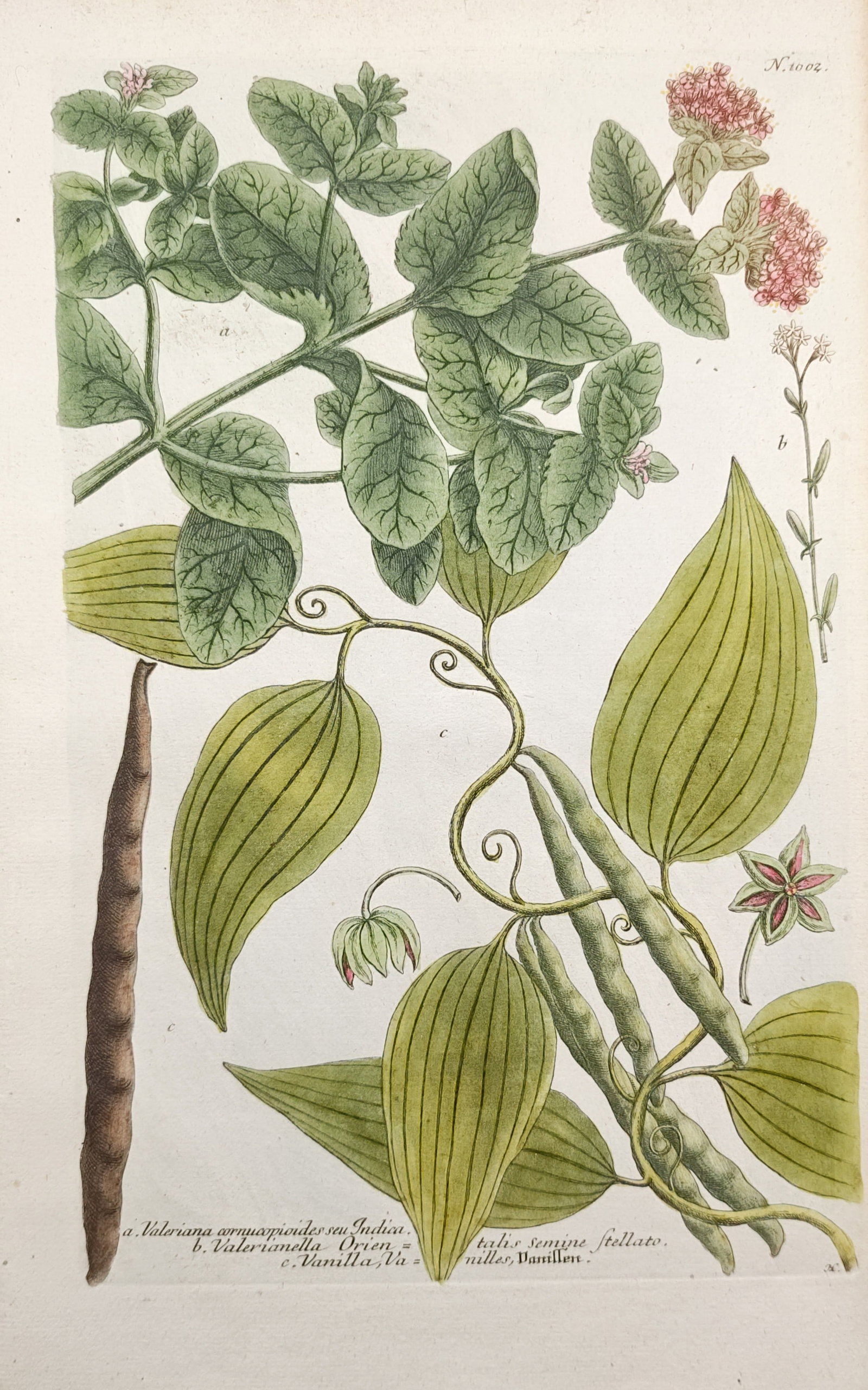 Johann Wilhelm Weinmann – Indian Valerian and Vanilla – Mezzotint (1745) (1 of 2)