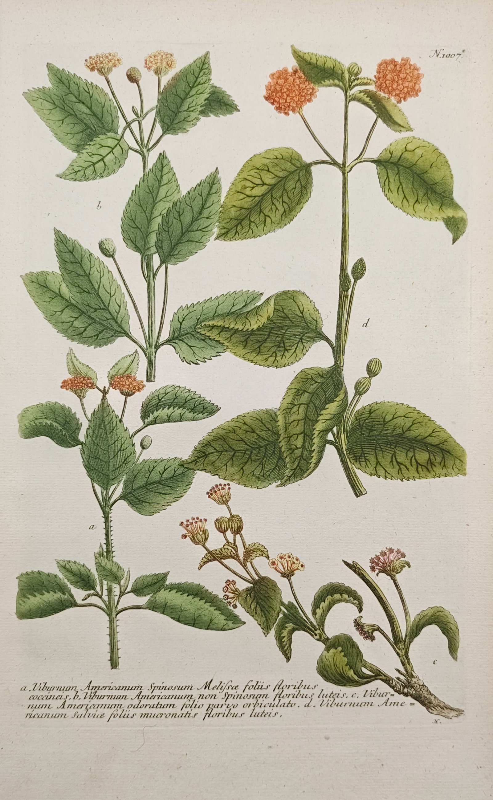 Johann Wilhelm Weinmann – American Viburnum Varieties – Mezzotint (1745) (1 of 2)
