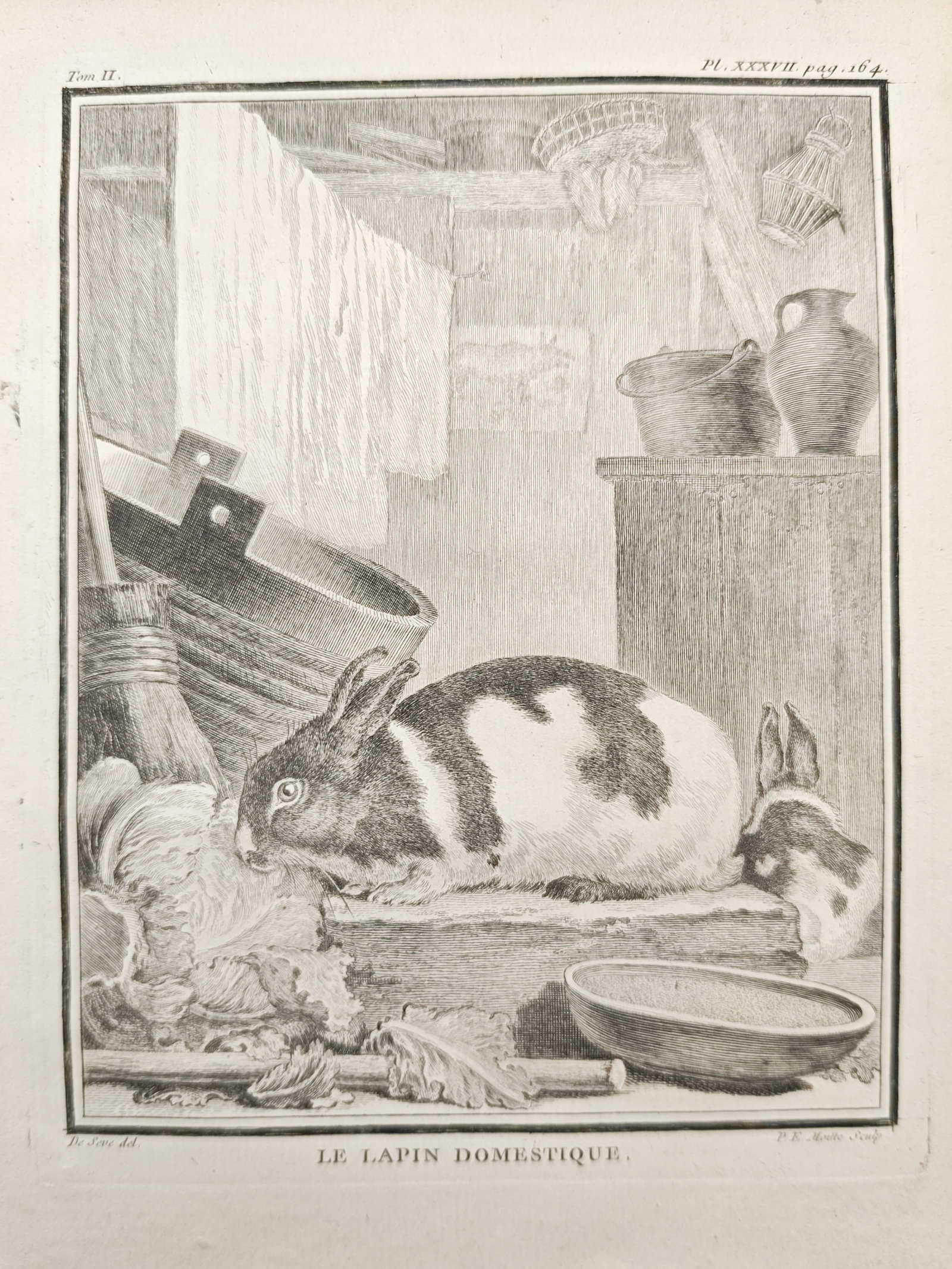Georges-Louis Leclerc de Buffon – The Domestic Rabbit – Engraving (18th Century) (1 of 2)