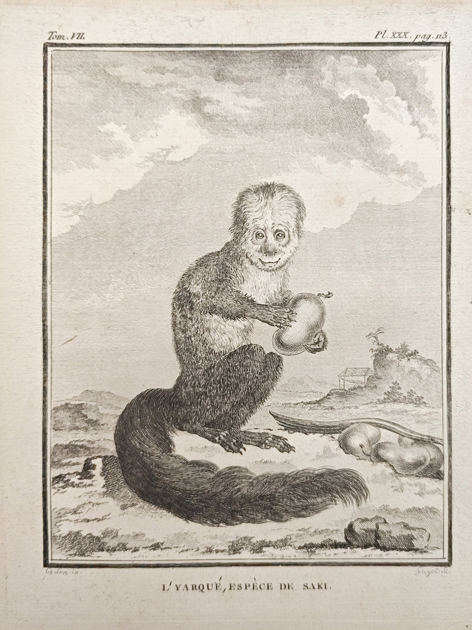 Georges-Louis Leclerc de Buffon – The Yarque, a Species of Saki – Engraving (18th Century) (1 of 2)
