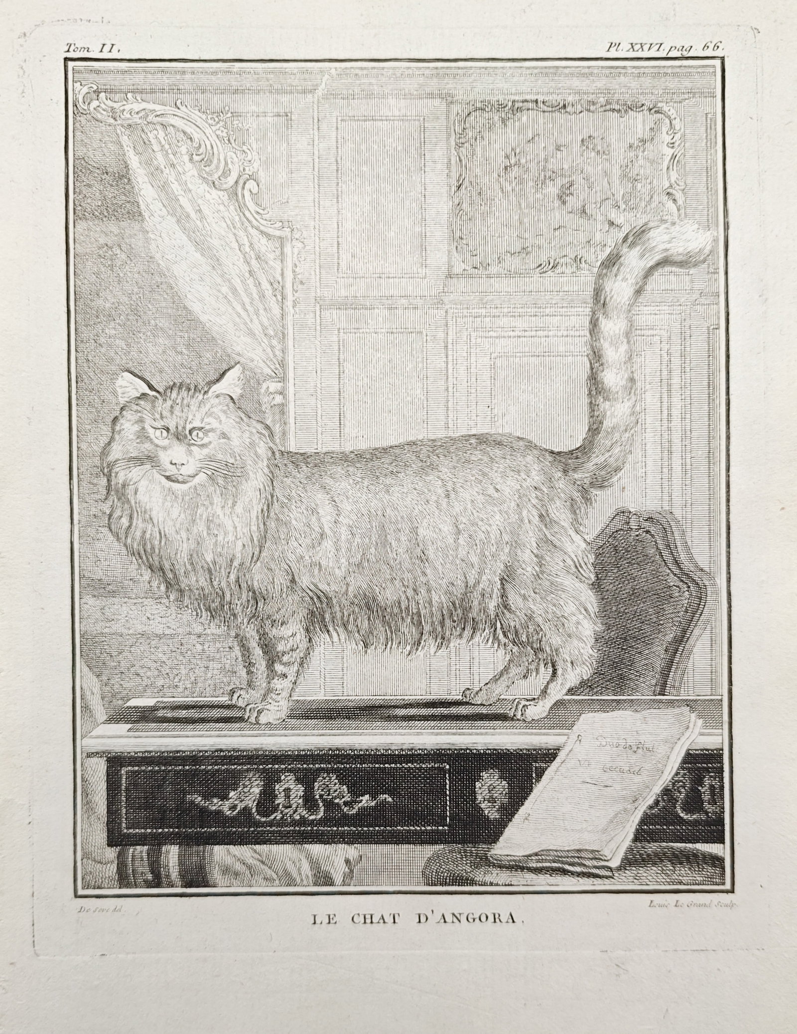 Georges-Louis Leclerc de Buffon – The Angora Cat – Engraving (18th Century) (1 of 2)