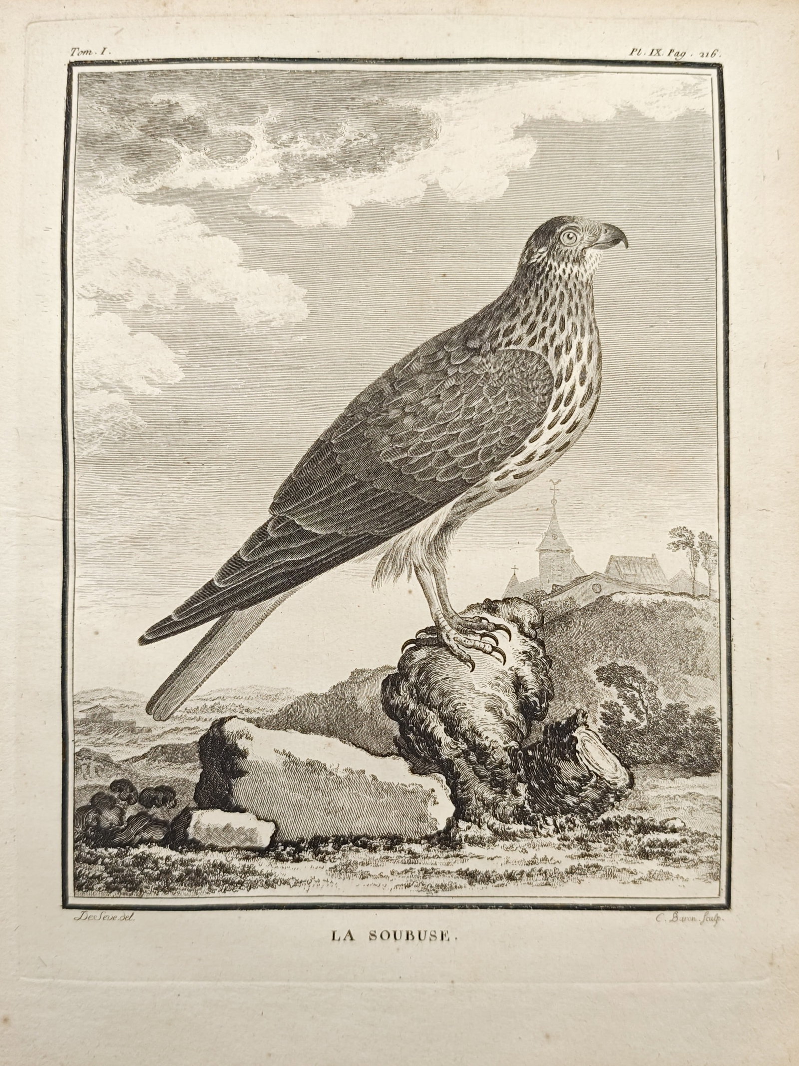 Georges-Louis Leclerc de Buffon – The Hen Harrier – Engraving (18th Century): "The Hen Harrier" presents an ornithological study depicting a bird of prey perched upon a rocky outcrop overlooking a rolling landscape with distant village architecture. The engraving was executed a