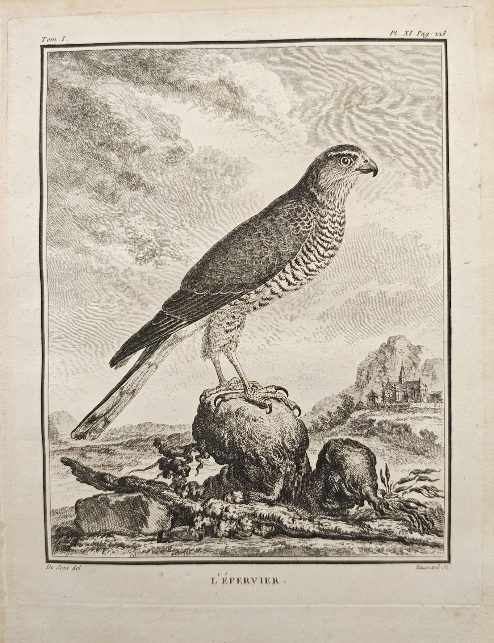 Georges-Louis Leclerc de Buffon – The Eurasian Sparrowhawk – Engraving (18th Century): "The Eurasian Sparrowhawk" presents an ornithological study depicting a sparrowhawk perched atop a mossy boulder and fallen branch overlooking a hilly landscape with a distant country estate. The engr