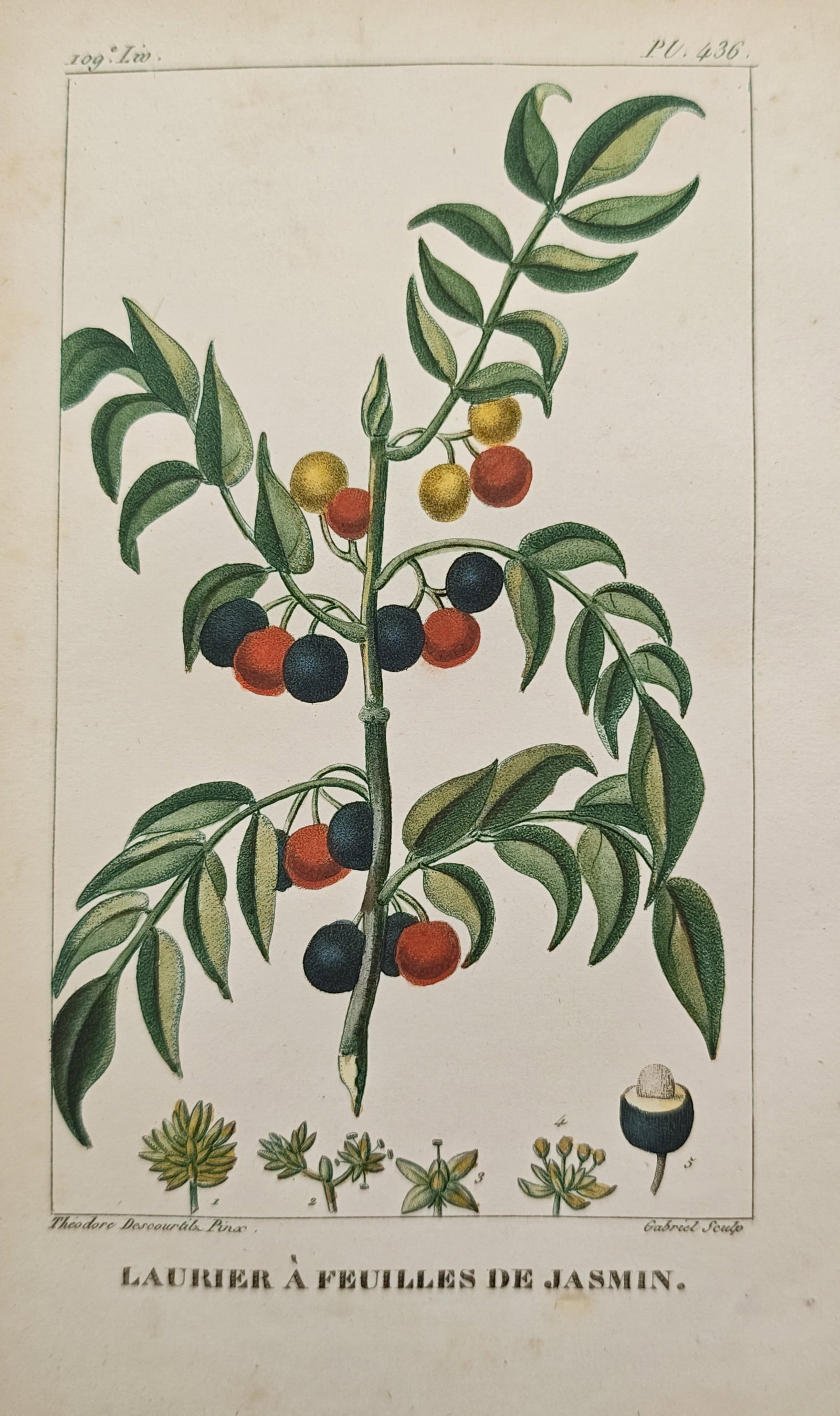 Théodore Descourtilz – Jasmine-Leaved Laurel – Hand-Colored Engraving (c. 1828) (1 of 2)
