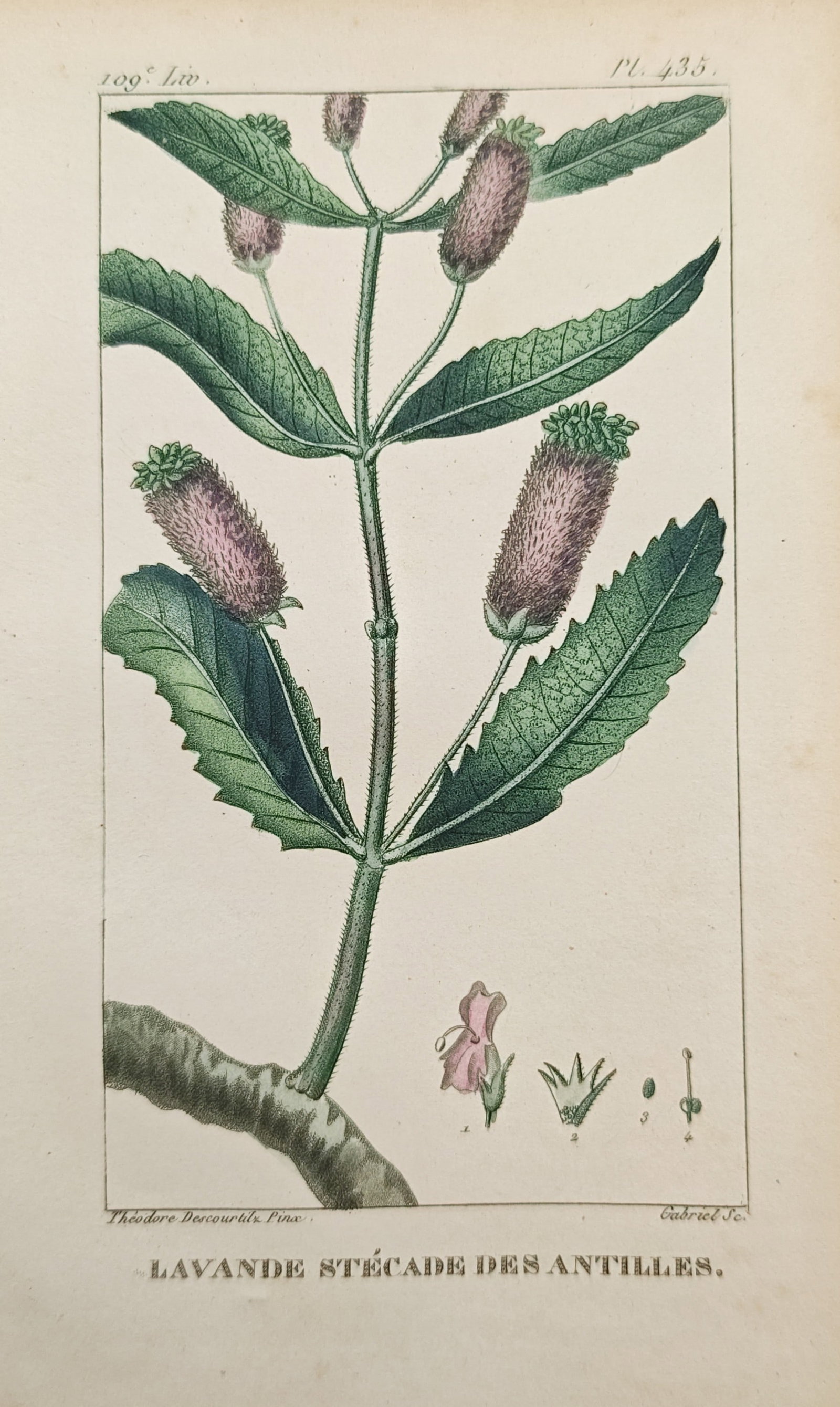 Jean-Théodore Descourtilz – French Lavender of the Antilles – Engraving (1828): "French Lavender of the Antilles" presents a botanical study illustrating an upright flowering branch with serrated leaves, elongated flower spikes, and floral dissections. The engraving was executed 