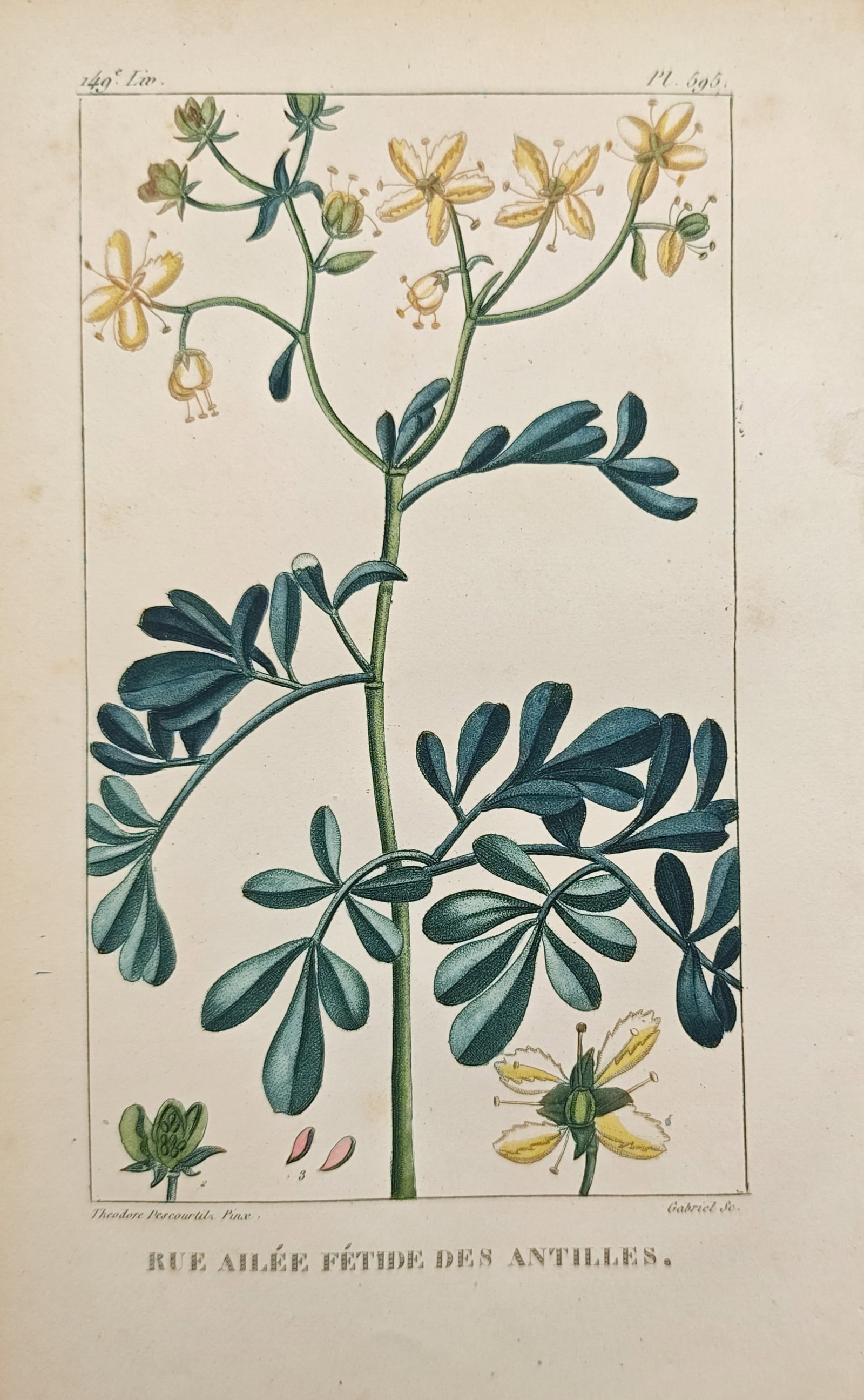 Jean-Théodore Descourtilz – Winged Foetid Rue of the Antilles – Engraving (1828): "Winged Foetid Rue of the Antilles" presents a botanical study illustrating a flowering rue branch with lobed compound foliage, delicate yellow blossoms, and detailed structural dissections. The engra