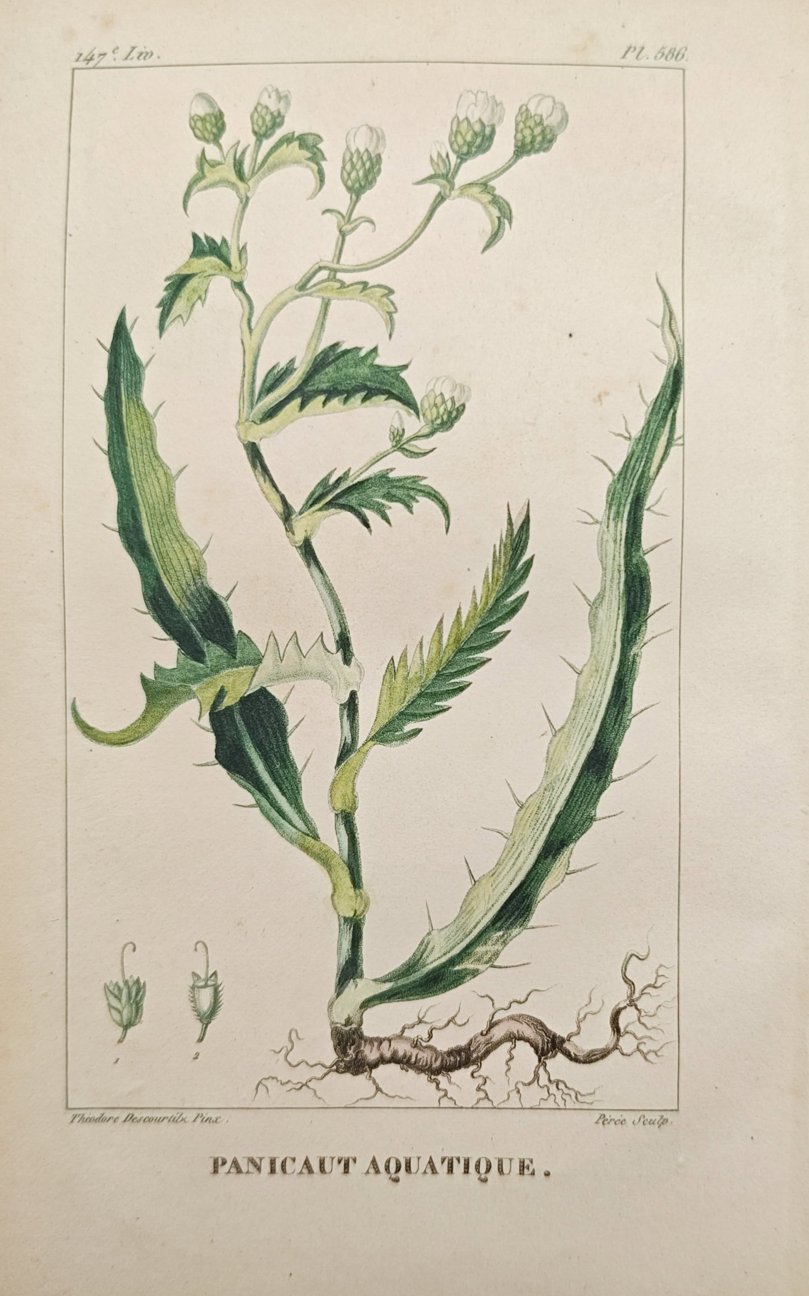 Jean-Théodore Descourtilz – Aquatic Eryngo – Engraving (1828): "Aquatic Eryngo" presents a botanical study illustrating a prickly water eryngo plant featuring spiny foliage, upright flowering stalks, branching roots, and miniature floral dissections. The engravin