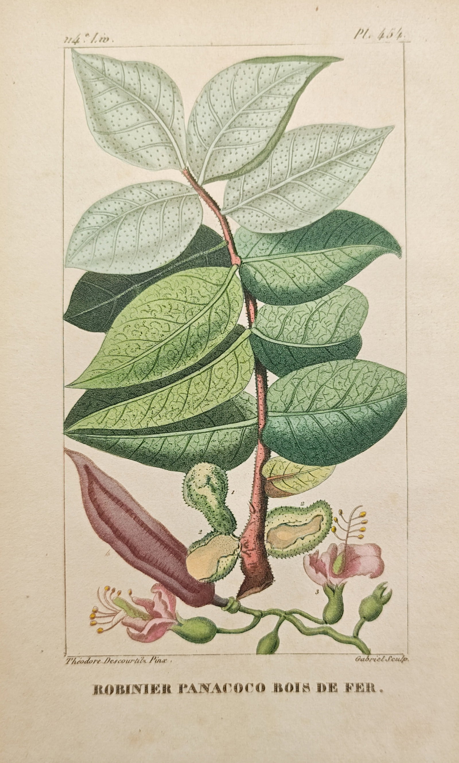 Jean-Théodore Descourtilz – Panacoco Ironwood – Engraving (1828): "Panacoco Ironwood" presents a botanical study illustrating a branch with broad oval foliage, pink blossoms, and elongated seed pods. The engraving was executed after an original painting by Jean-Thé