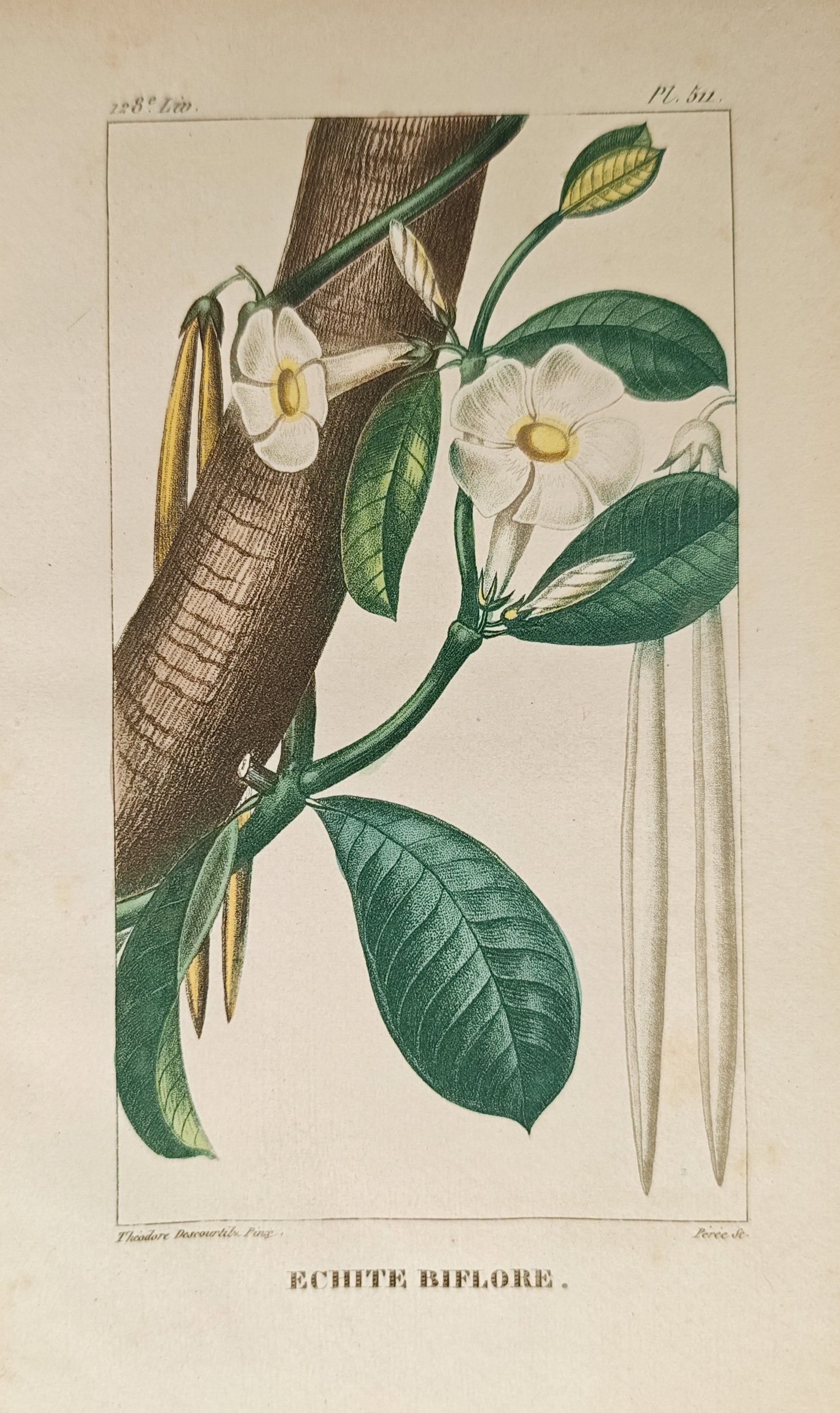 Jean-Théodore Descourtilz – Two-Flowered Echites – Engraving (1828): "Two-Flowered Echites" presents a botanical study illustrating a climbing flowering vine with broad foliage, white trumpet blossoms, and slender seed pods winding along tree bark. The engraving was ex