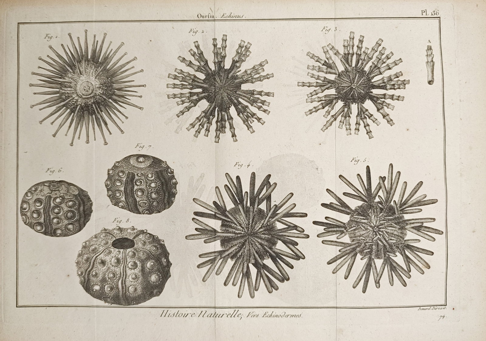Robert Bénard – Study of Sea Urchins – Engraving (18th Century) (1 of 2)
