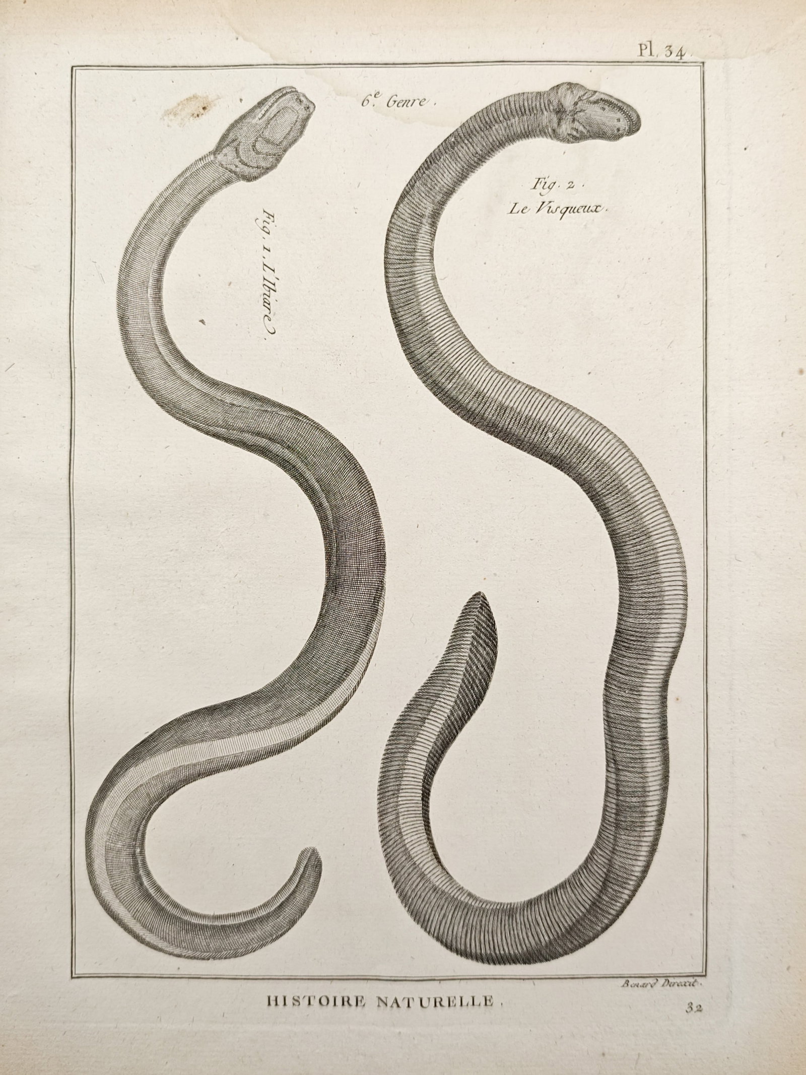 Robert Bénard – Study of Caecilians – Engraving (18th Century): "Natural History" presents a herpetological study illustrating limbless amphibians with segmented, sinuous bodies and textured skin. The copperplate engraving was directed by Robert Bénard and publis