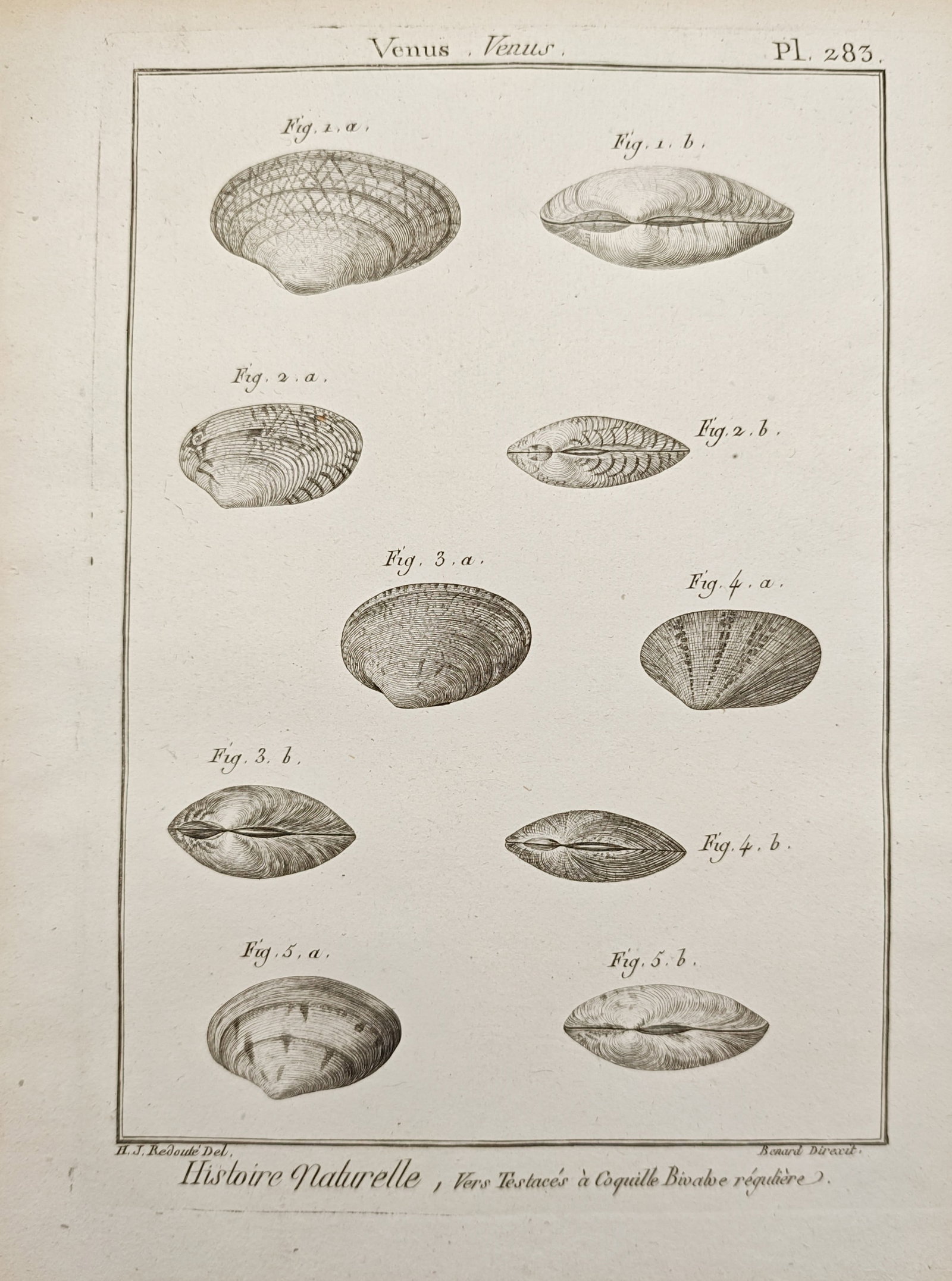 Robert Bénard – Study of Venus Clam Shells – Engraving (18th Century) (1 of 2)