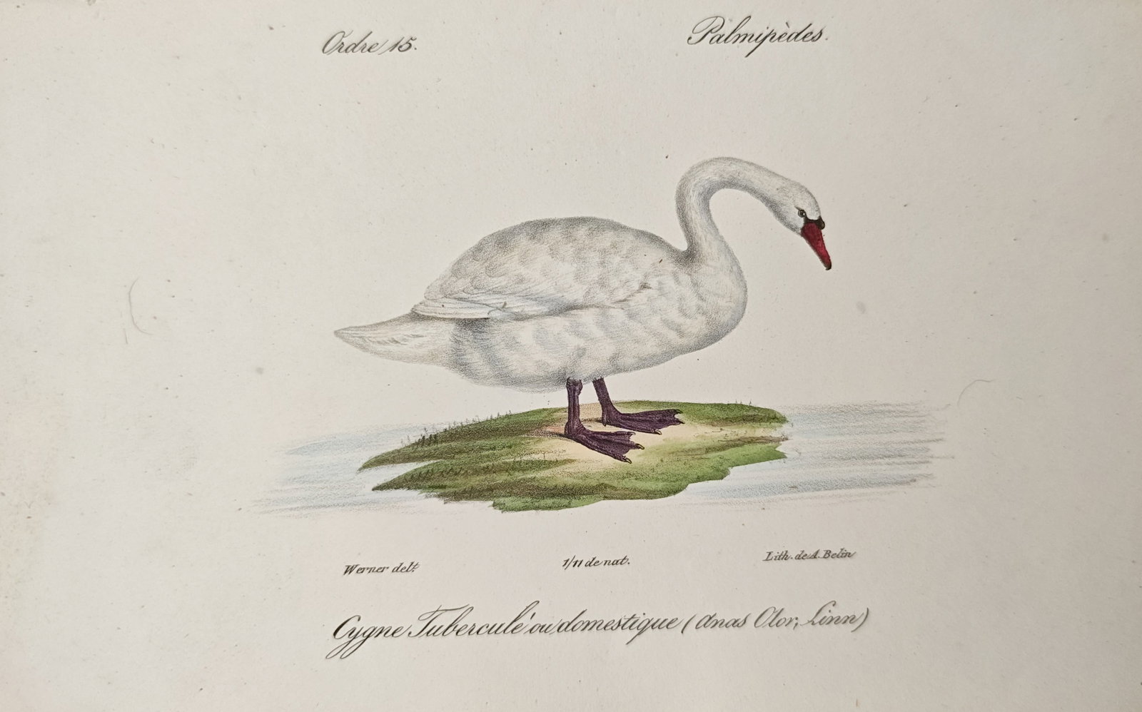 Jean Werner – Mute Swan – Lithograph (19th Century): "Mute Swan" presents an ornithological study illustrating a mute swan with white plumage, webbed feet, and distinctive bill standing upon a grassy mound at the water's edge. The lithograph was drawn b