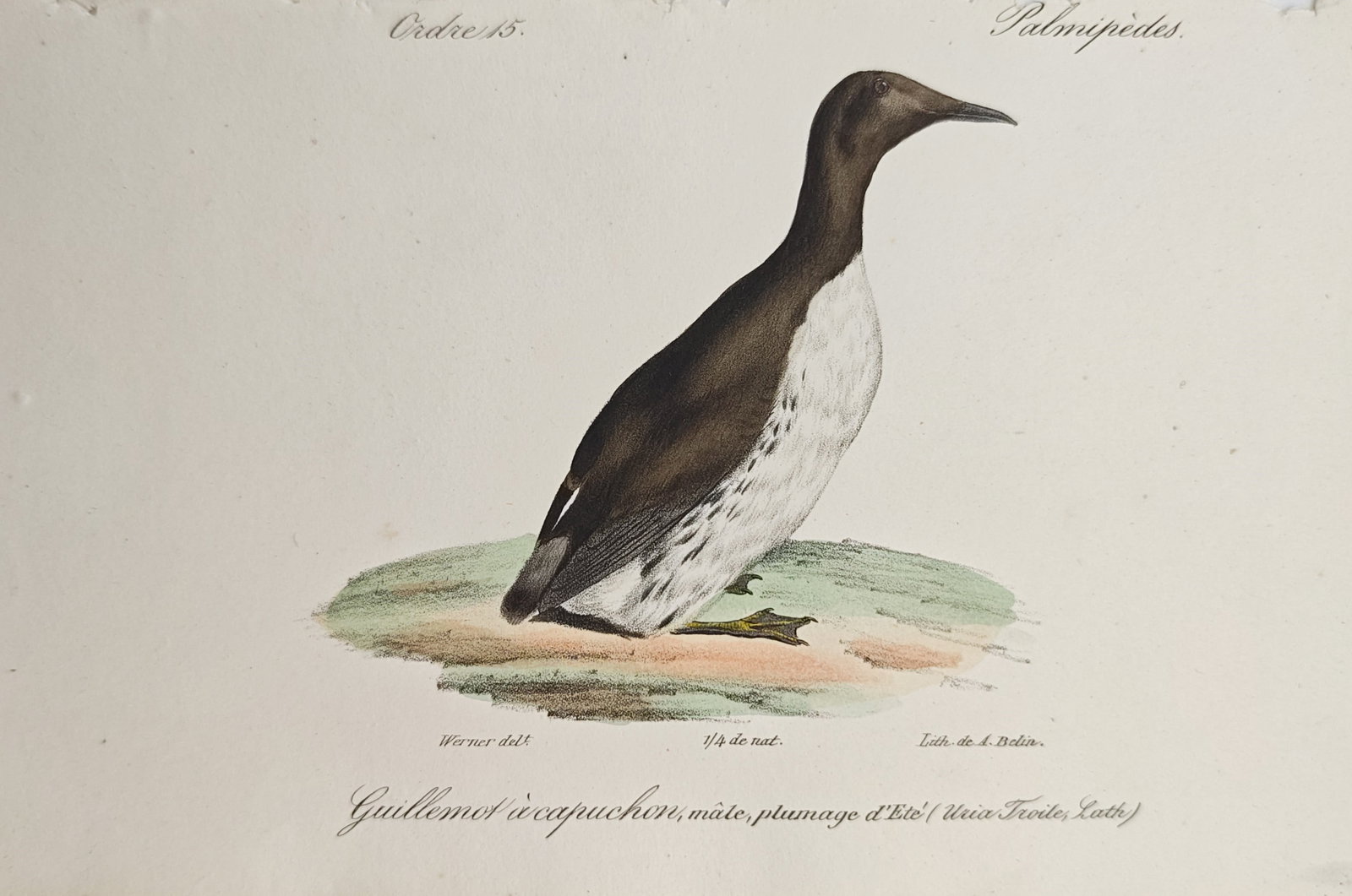 Jean Werner – Common Guillemot – Lithograph (19th Century): "Common Guillemot" presents an ornithological study illustrating a male guillemot in summer plumage with dark brown and white feathering standing atop a grassy ground. The lithograph was drawn by Jean