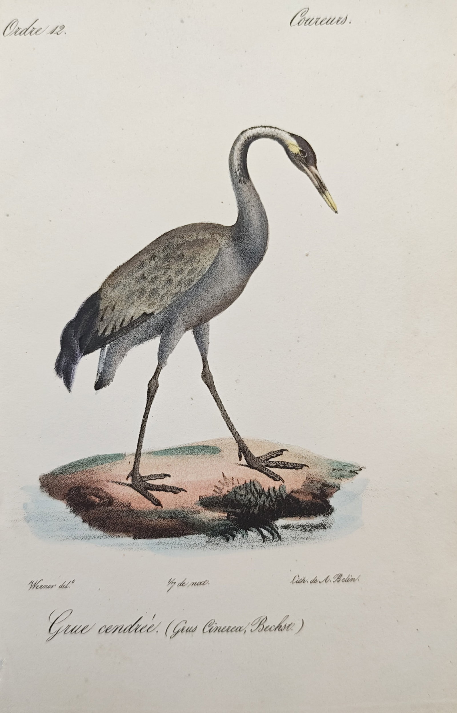 Jean Werner – Common Crane – Lithograph (19th Century): "Common Crane" presents an ornithological study illustrating a standing common crane with slate-gray plumage, long slender legs, and elongated neck profile perched upon a grassy knoll. The lithograph 