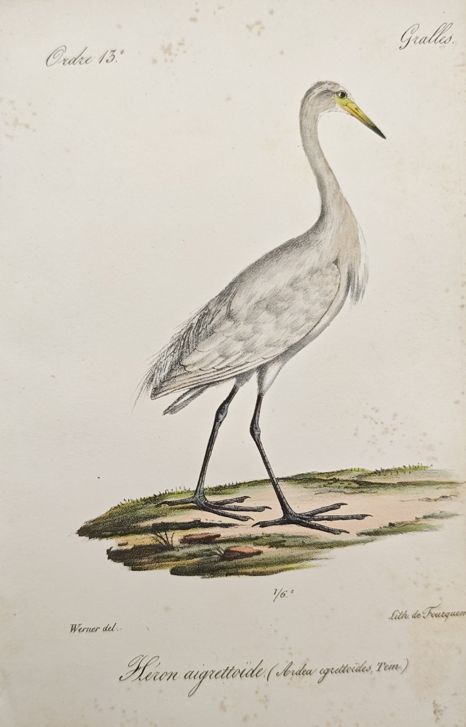 Jean Werner – Study of an Egret – Lithograph (19th Century): "Study of an Egret" presents an ornithological study illustrating a standing heron with white plumage, an elongated slender neck, and sharp yellow-accented bill depicted in profile against a grassy ba