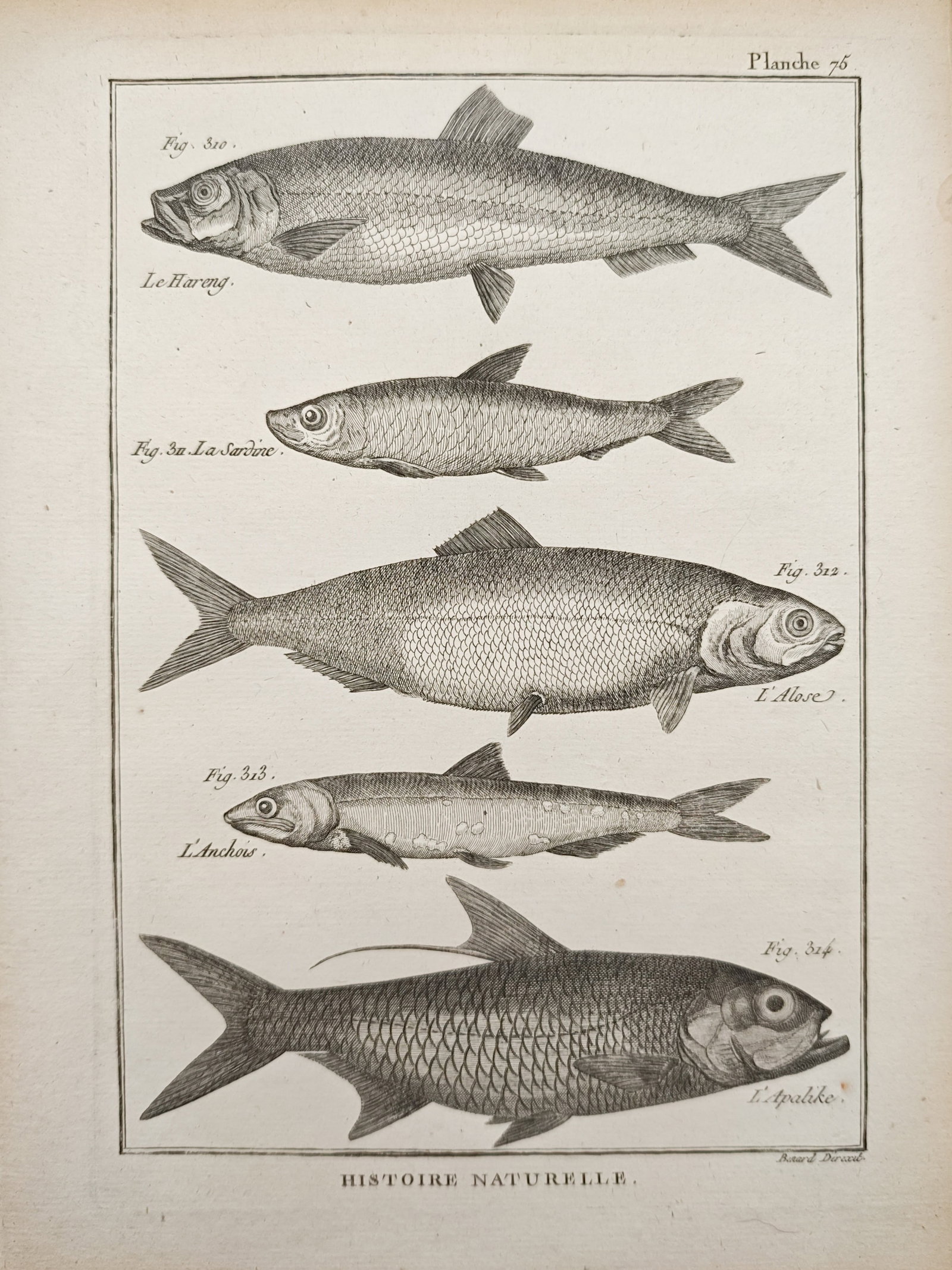 Robert Bénard – Natural History of Herrings and Related Fishes – Engraving (18th Century) (1 of 2)