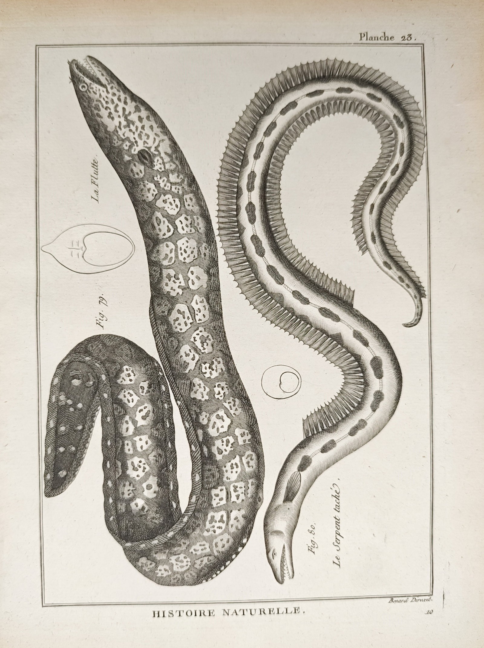 Robert Benard – Flutemouth and Spotted Snake – Engraving (18th Century) (1 of 2)
