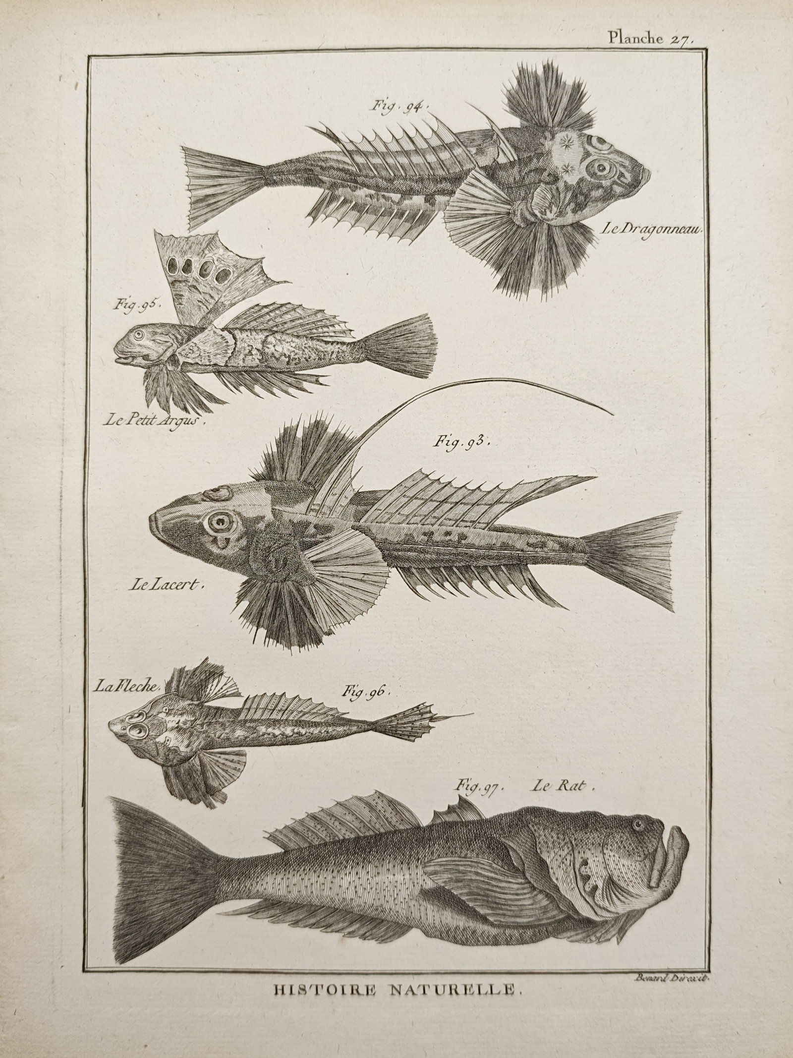 Robert Benard – Dragonet, Little Argus, Lizardfish, Arrowfish, and Ratfish – Engraving (18th (1 of 2)