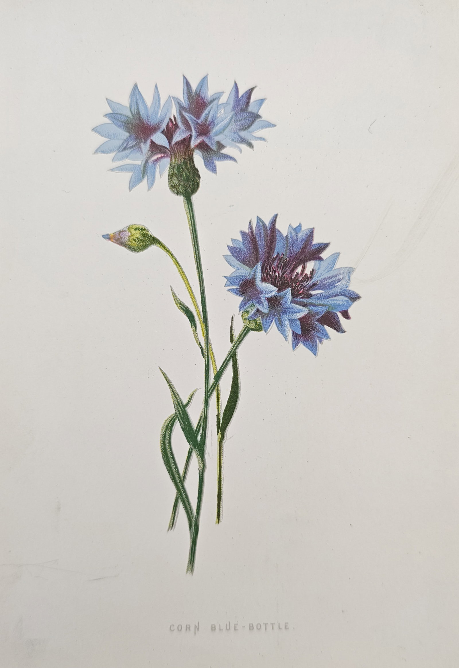 Frederick Edward Hulme – Corn Bluebottle – Lithograph (19th Century) (1 of 2)