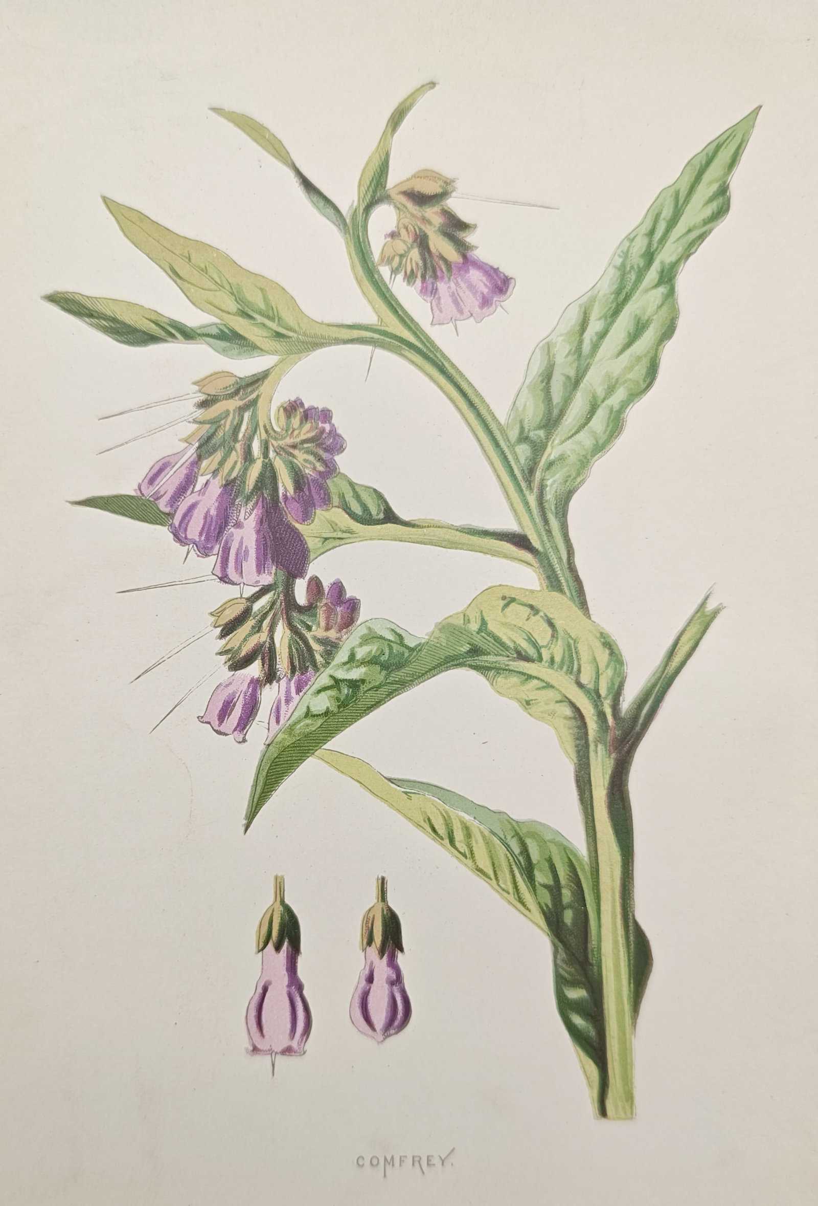 Frederick Edward Hulme – Comfrey – Lithograph (19th Century): "Comfrey" presents a botanical study of the comfrey plant, highlighting its drooping clusters of bell-shaped purple flowers, broad veined leaves, and detailed floral anatomy. The work captures the dis
