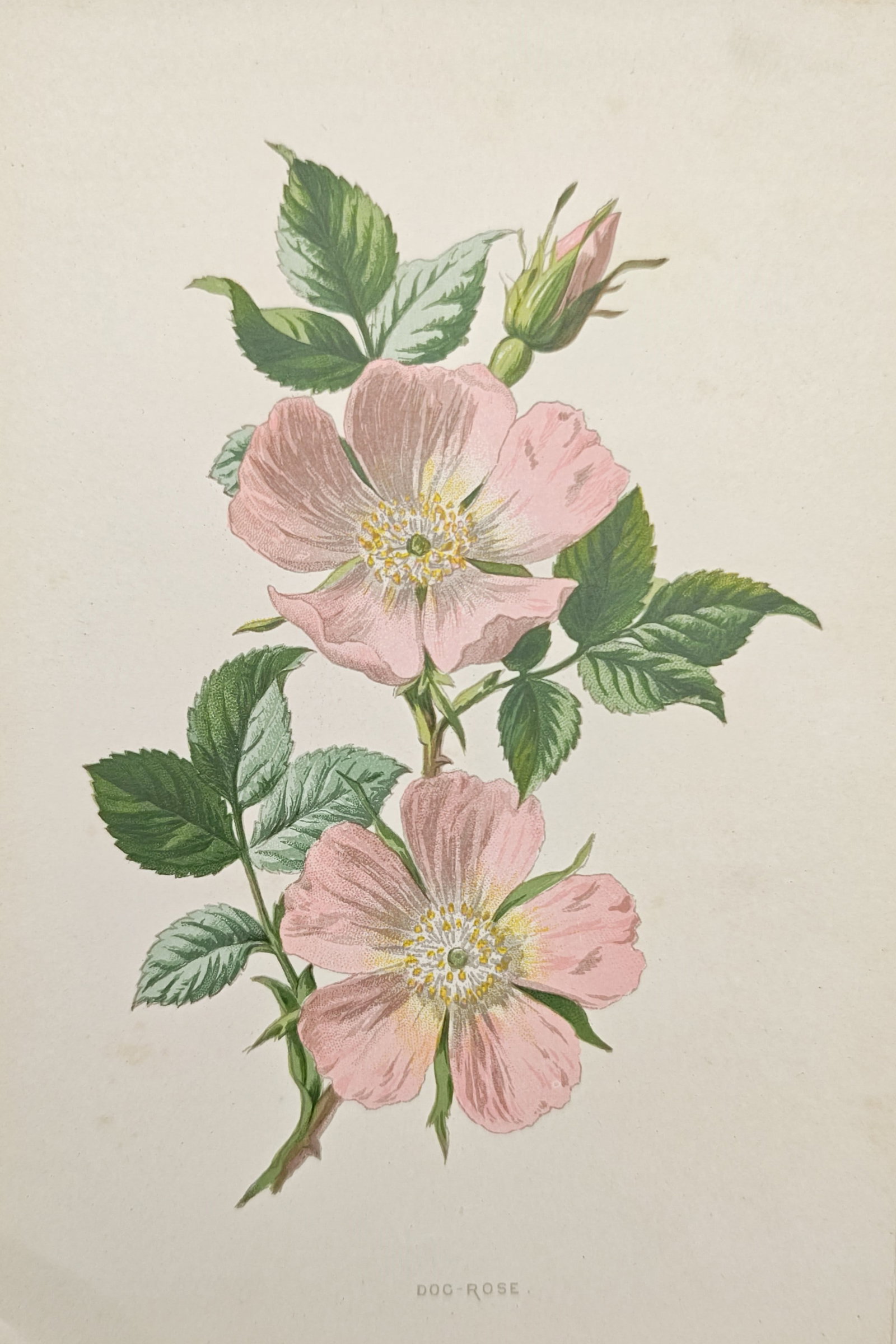 Eleazar Albin – Brimstone Moths and Caterpillars on Host Plants – Engraving (1720): "Brimstone Moths and Caterpillars on Host Plants" presents an entomological study illustrating the life cycle and metamorphosis of British lepidoptera alongside botanical sprigs. Published in London i