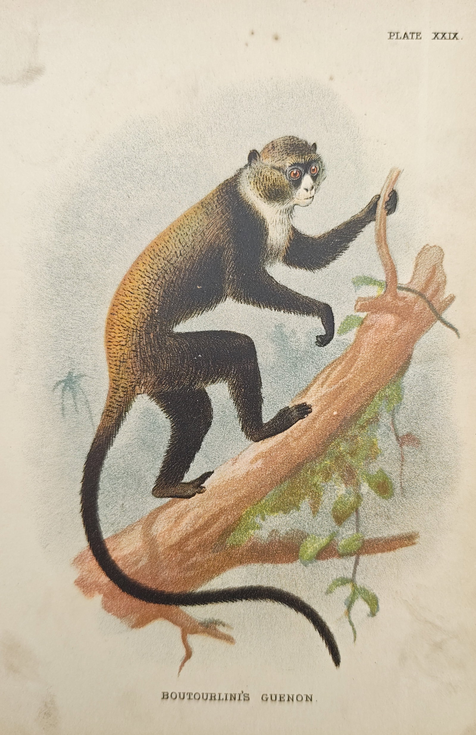 Henry Ogg Forbes – Boutourlini's Guenon – Lithograph (19th Century) (1 of 2)