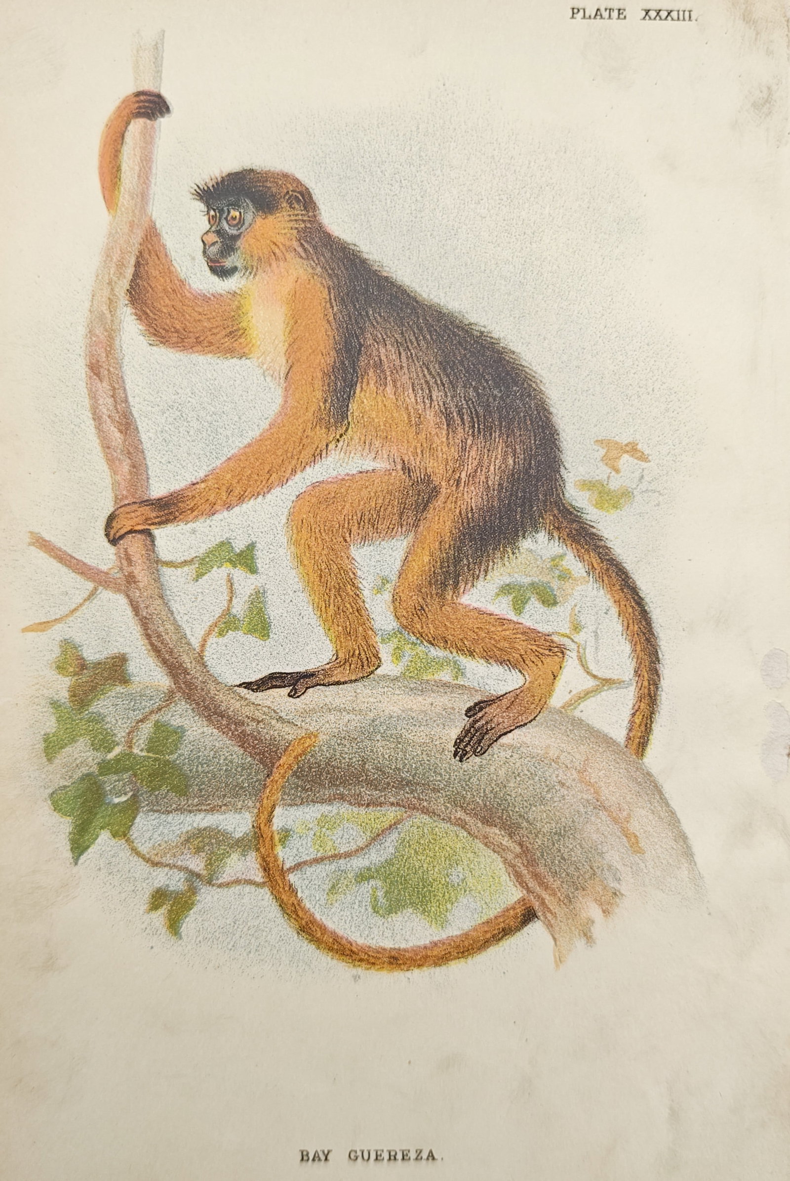 Henry Ogg Forbes – Bay Guereza – Lithograph (19th Century) (1 of 2)