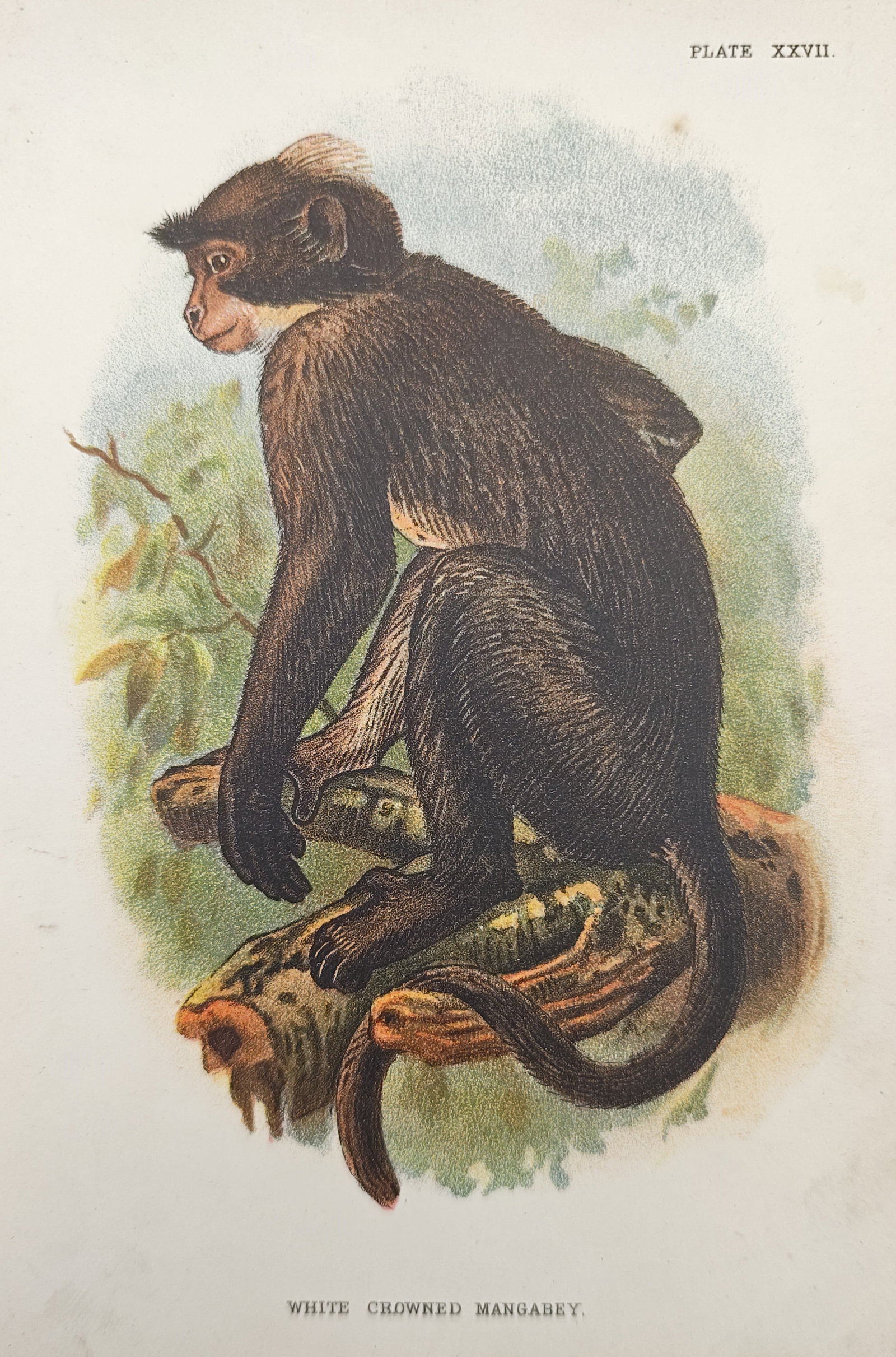 Henry Ogg Forbes – White Crowned Mangabey – Lithograph (19th Century) (1 of 2)
