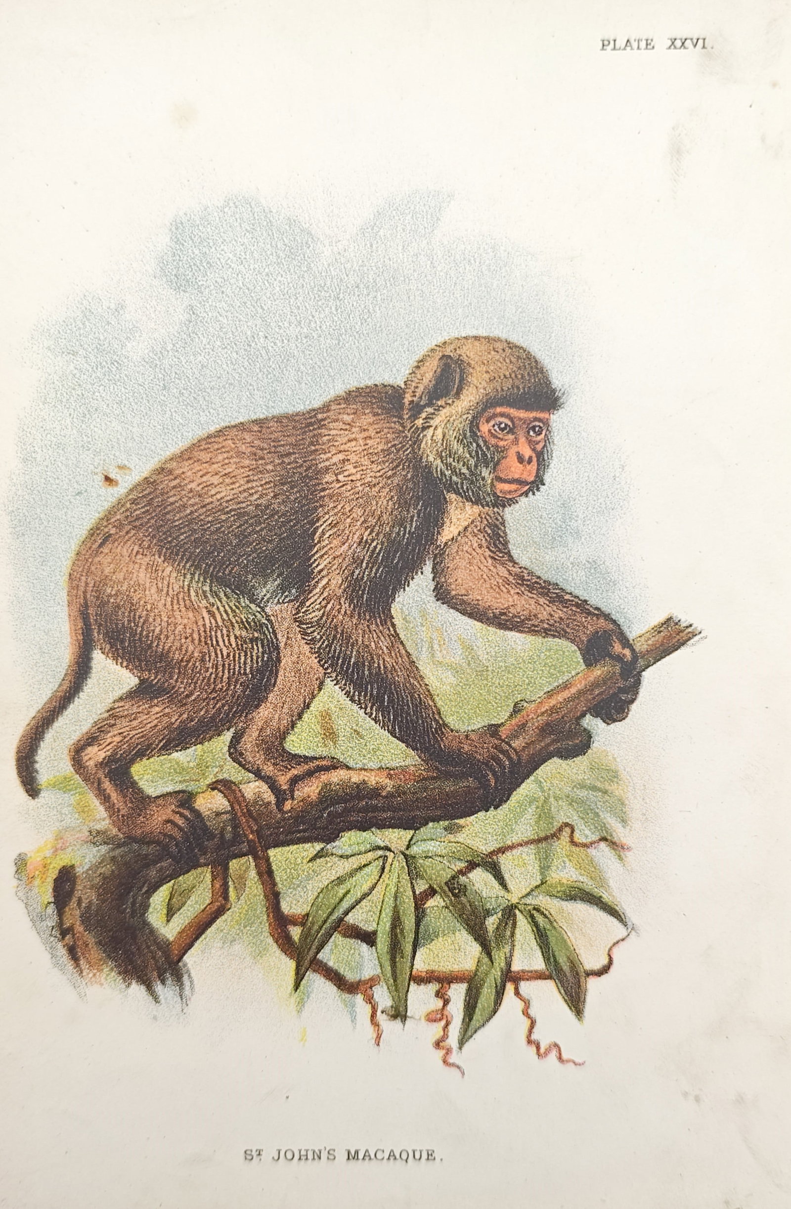 Henry Ogg Forbes – St. John's Macaque – Lithograph (19th Century) (1 of 2)