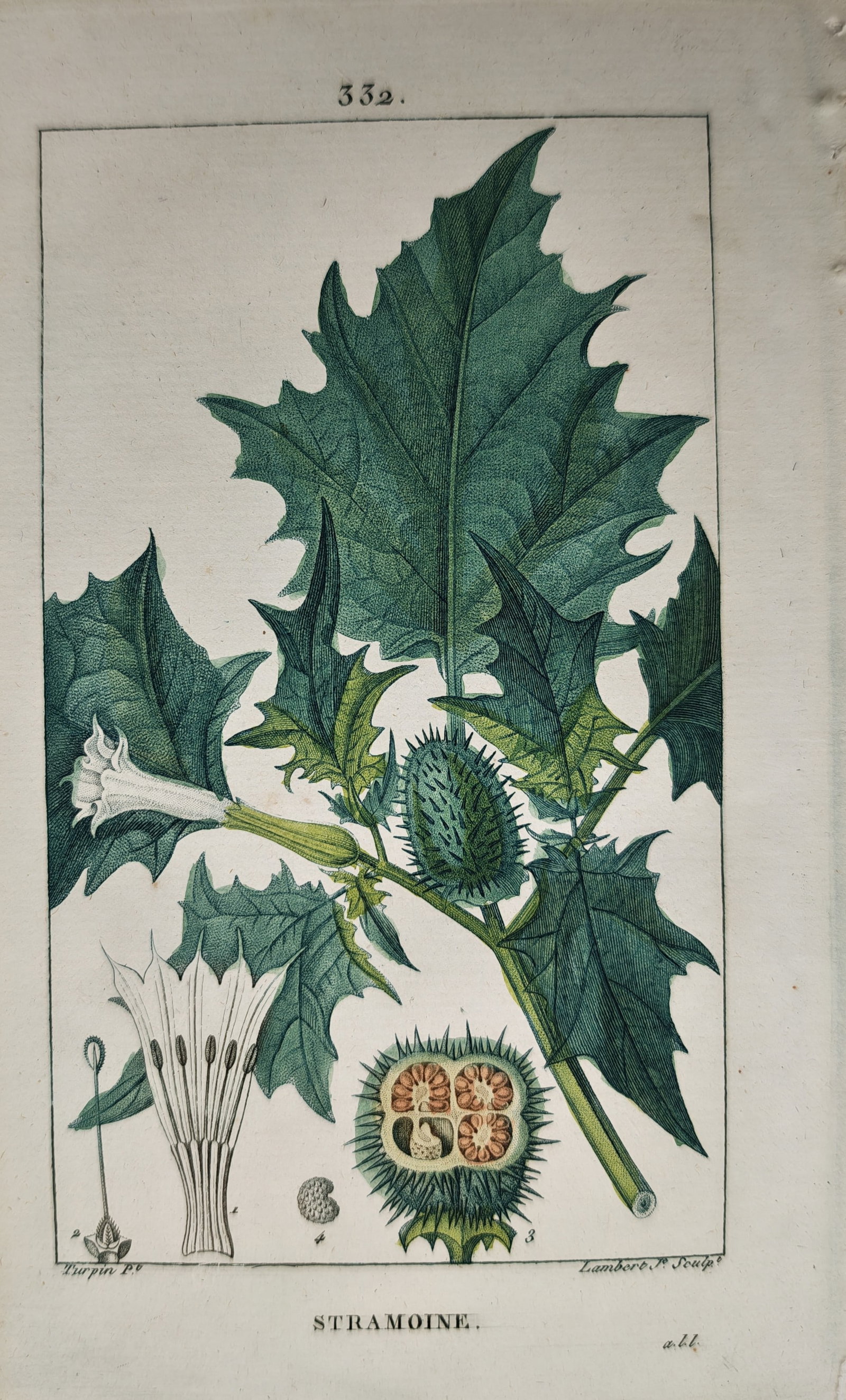 Pierre Jean François Turpin – Jimsonweed – Engraving (19th Century): "Jimsonweed" presents a botanical study illustrating the flowering branch, jagged foliage, spiny seed capsule, and internal floral anatomy of the plant. Created for an authoritative nineteenth-century