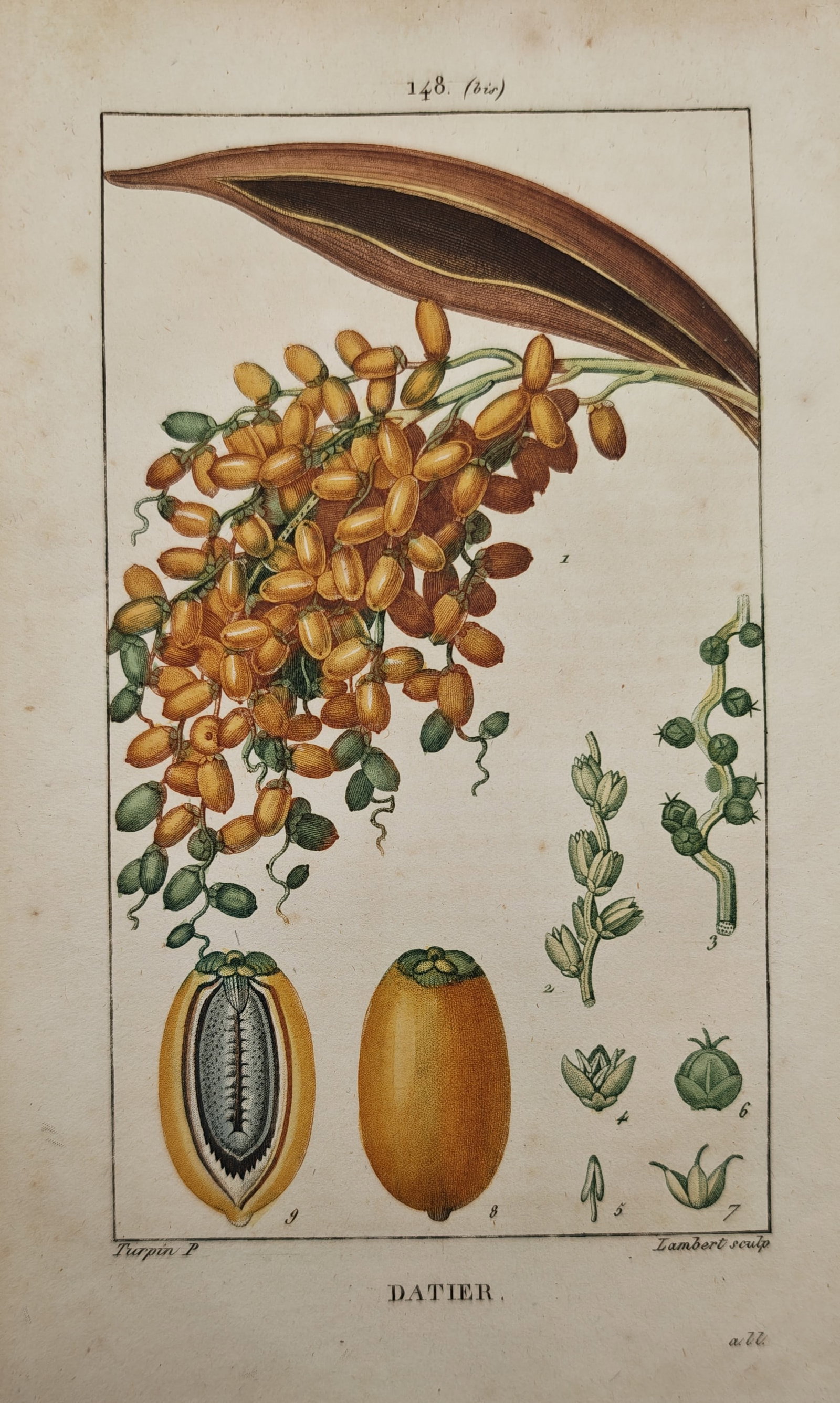 Pierre Jean François Turpin – Date Palm – Engraving (19th Century): "Date Palm" presents a botanical study illustrating the ripening fruit cluster, spadix sheath, cross-sectioned date fruit, and minute floral elements of the species. Created for an authoritative ninet