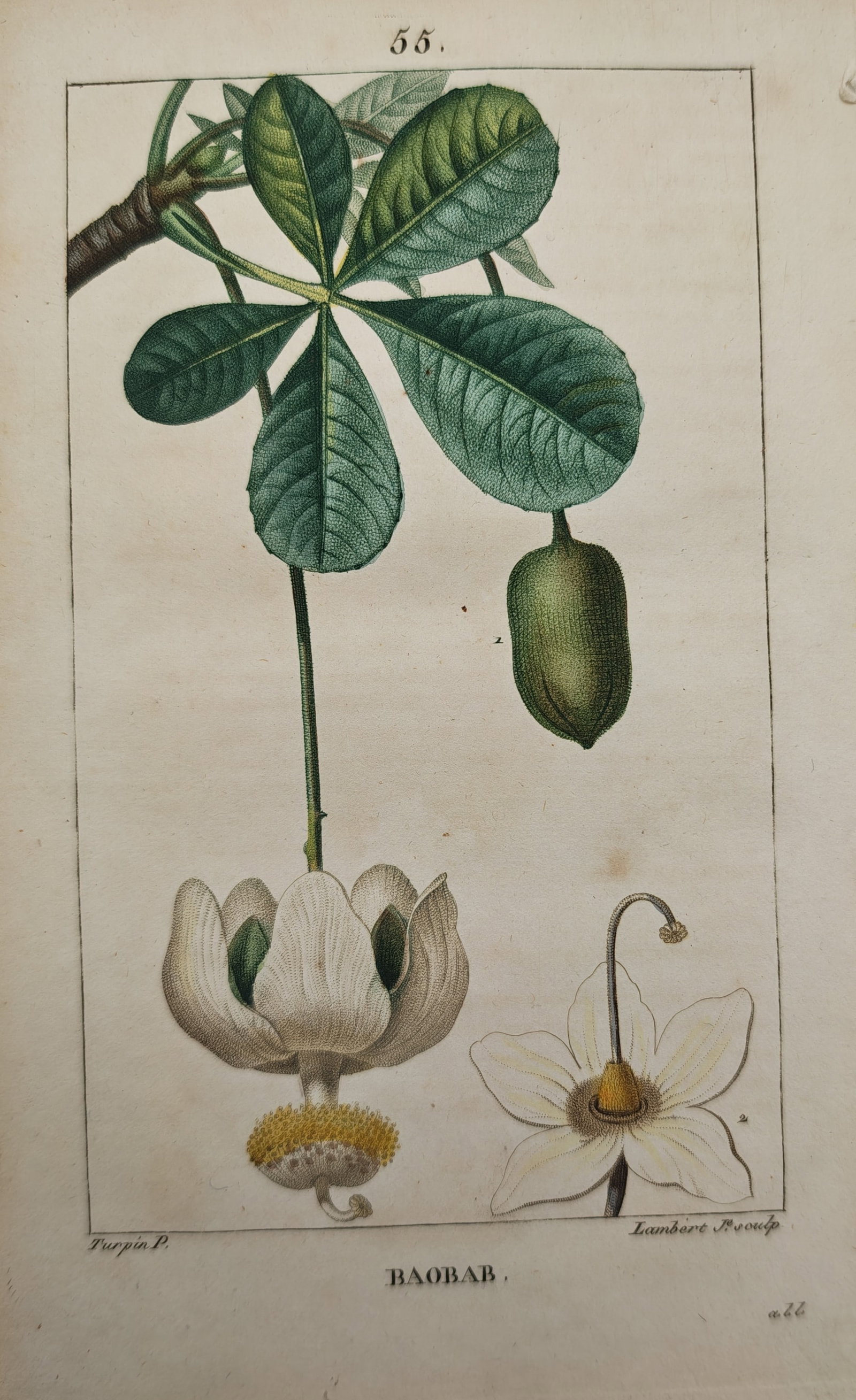 Pierre Jean François Turpin – Baobab – Engraving (19th Century) (1 of 2)