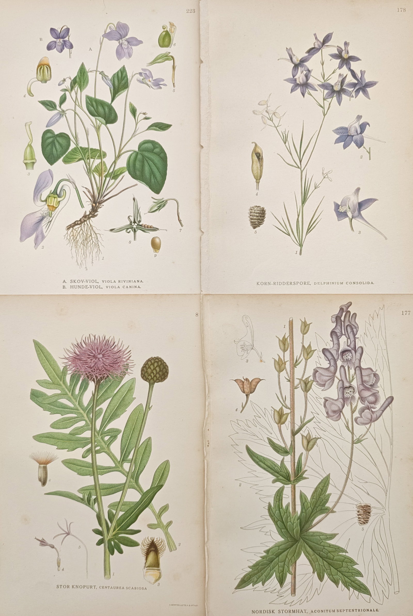Carl Lindman – Set of 4: Violets, Larkspurs, Knapweeds – Lithographs (20th Century) (1 of 2)
