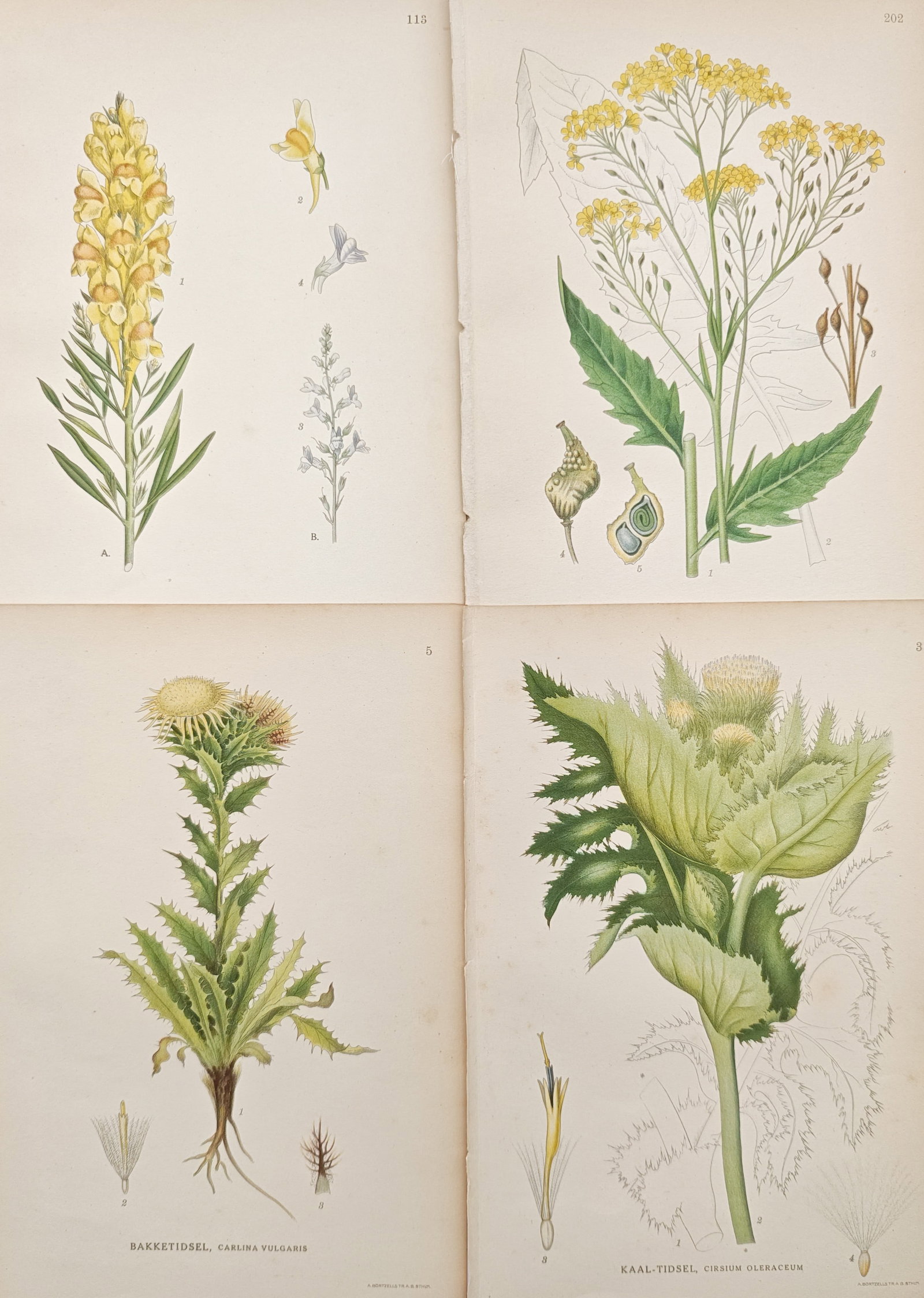 Carl Lindman – Set of 4: Toadflax, Ragwort, Carline Thistles – Lithographs (20th Century): "Toadflax, Ragwort, Carline Thistles, and Cabbage Thistles" presents a comparative series of botanical studies illustrating the vibrant inflorescences, spine-toothed leaves, root structures, and disse