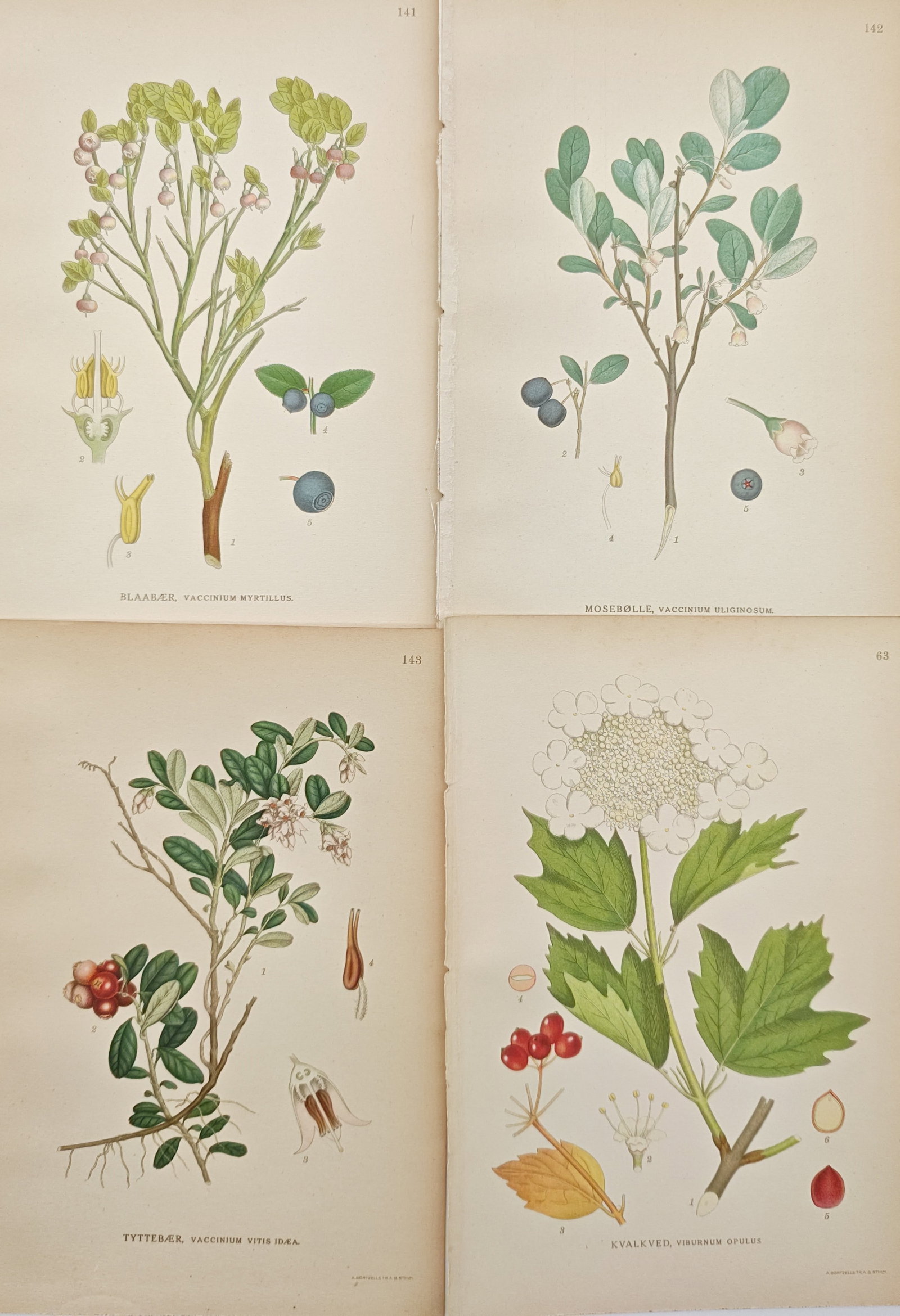 Carl Lindman – Set of 4: Bilberries, Bog Bilberries, Lingonberries – Lithographs (20th Century) (1 of 2)