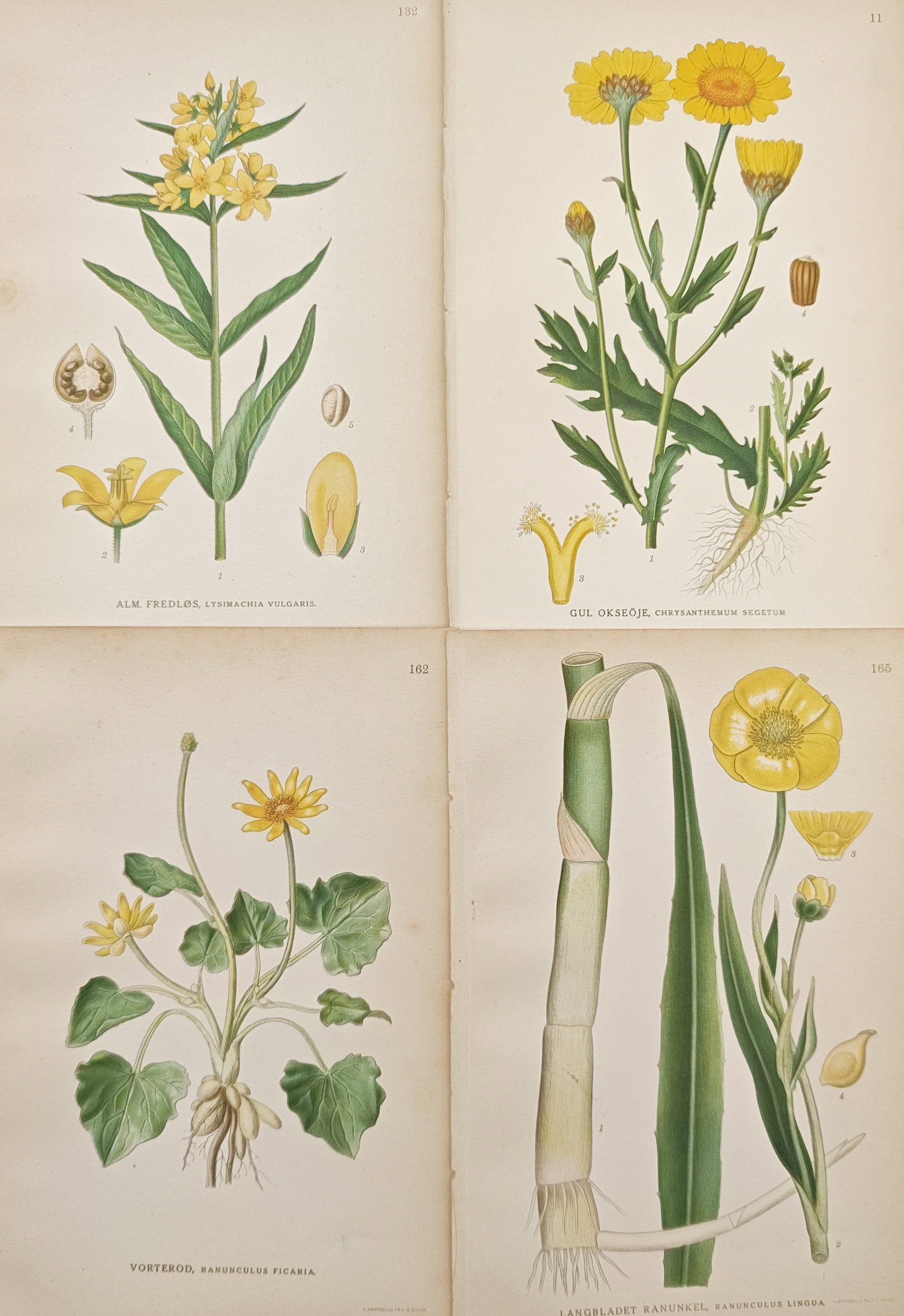 Carl Lindman – Set of 4: Yellow Loosestrife, Corn Marigold – Lithographs (20th Century): "Yellow Loosestrife, Corn Marigold, Lesser Celandine, and Greater Spearwort" presents a comparative series of botanical studies illustrating the bright yellow inflorescences, distinctive foliage, root