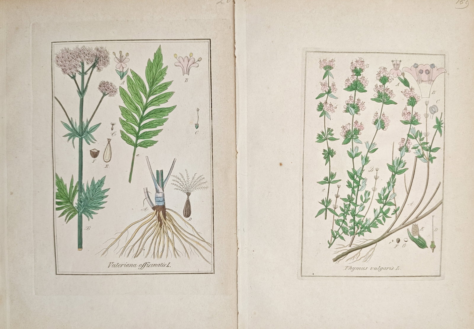 Carl Hoffmann – Set of 2: Valerian and Common Thyme – Lithographs (19th Century) (1 of 2)