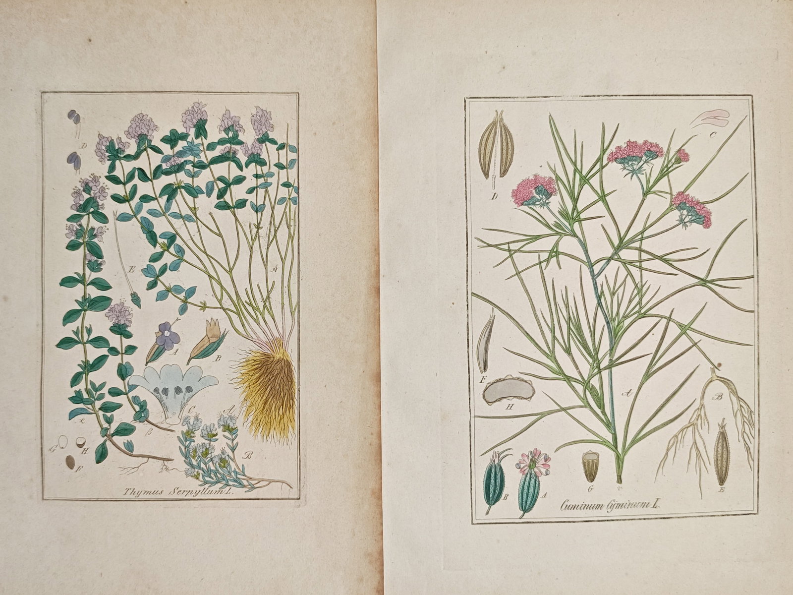 Carl Hoffmann – Set of 2: Wild Thyme and Cumin – Lithographs (19th Century) (1 of 2)