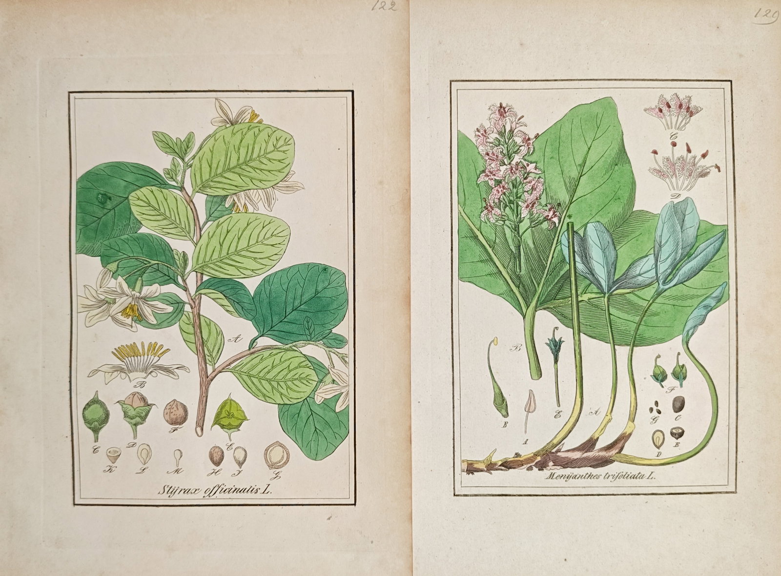 Carl Hoffmann – Set of 2: Storax and Bogbean – Lithograph (19th Century) (1 of 2)