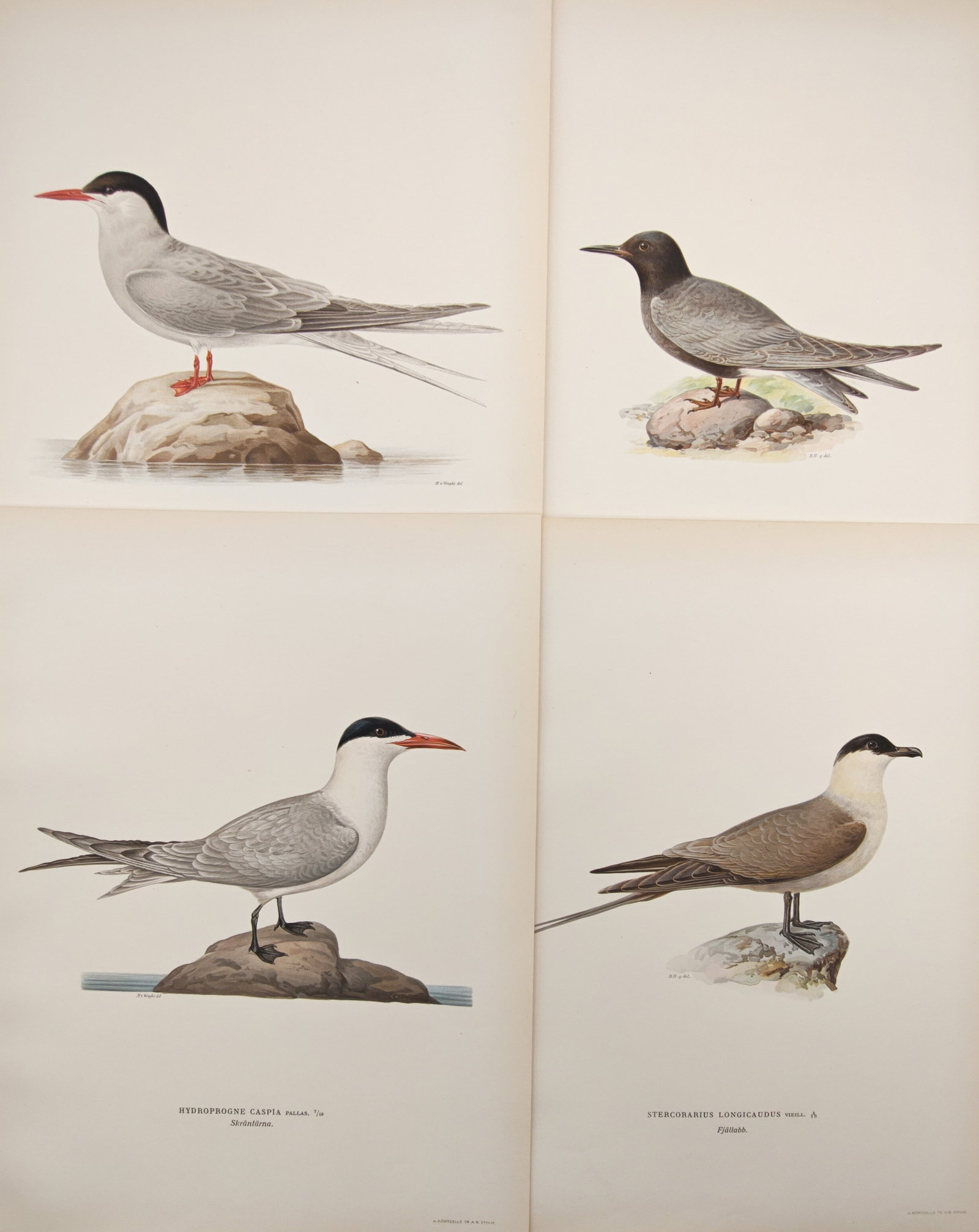 Magnus von Wright – Set of 4: Caspian Terns, Black Terns, and Long-Tailed Jaegers – Lithographs: "Caspian Terns, Black Terns, and Long-Tailed Jaegers" presents a comparative series of ornithological studies illustrating Nordic seabirds and coastal waterbirds perched upon rocky shorelines and wate