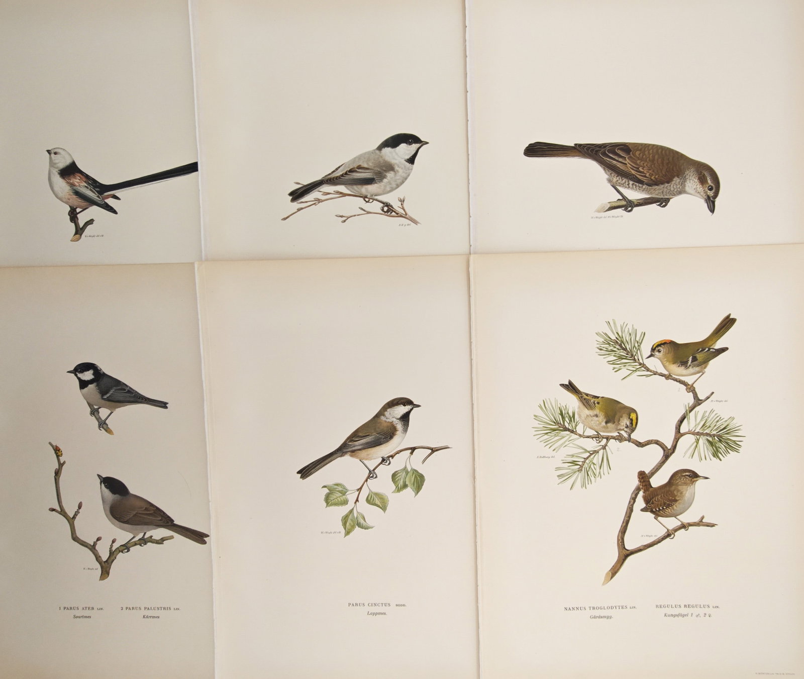 Magnus von Wright – Set of 6: Long-Tailed Tits, Marsh Tits, Goldcrests, and Wrens – Lithographs (1 of 2)