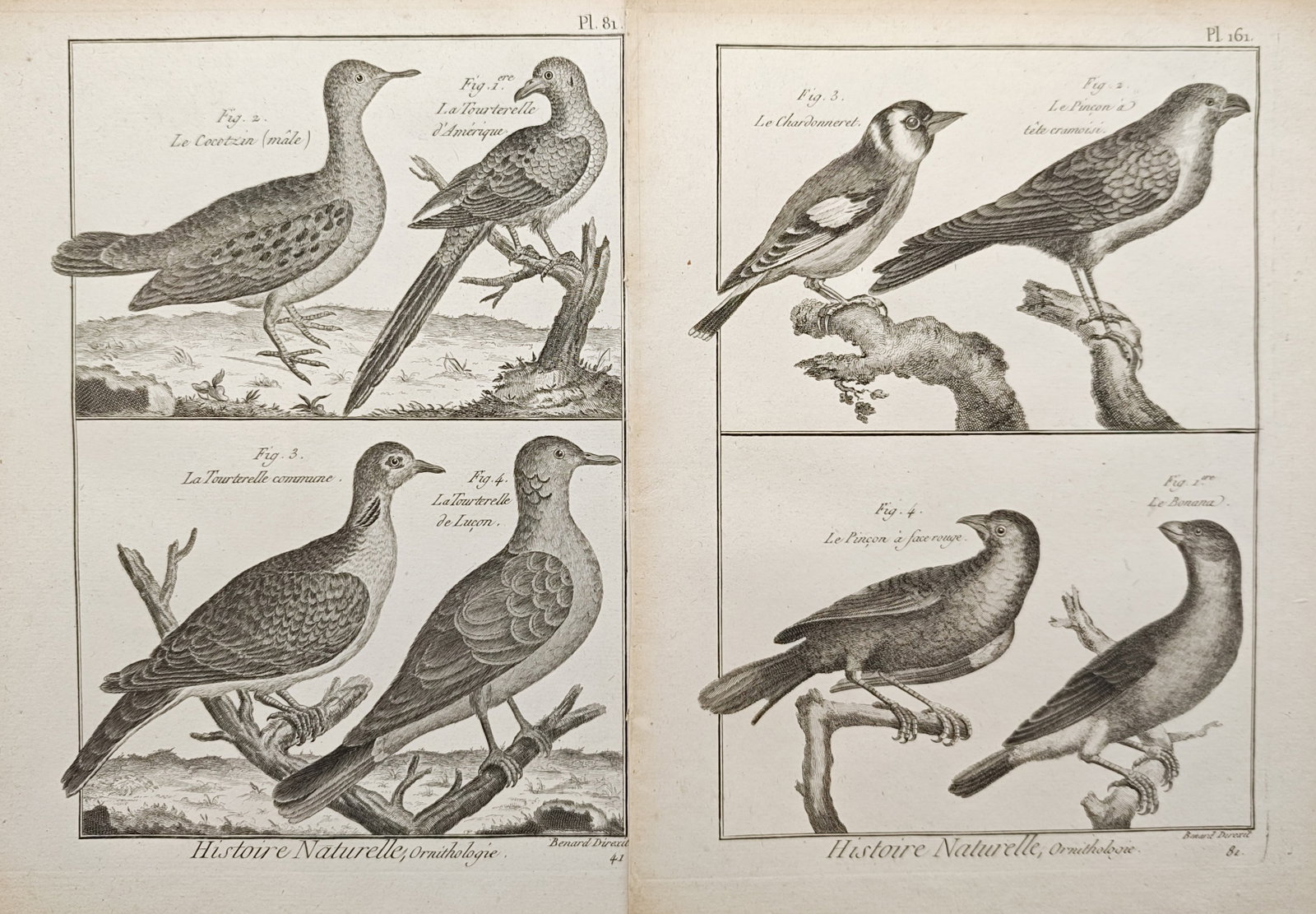 Robert Bénard – Set of 2: Doves, Pigeons, and Finches – Engravings (18th Century): "Doves, Pigeons, and Finches" presents a comparative series of ornithological engravings illustrating various dove and pigeon species alongside diverse perching songbirds, including the European goldf