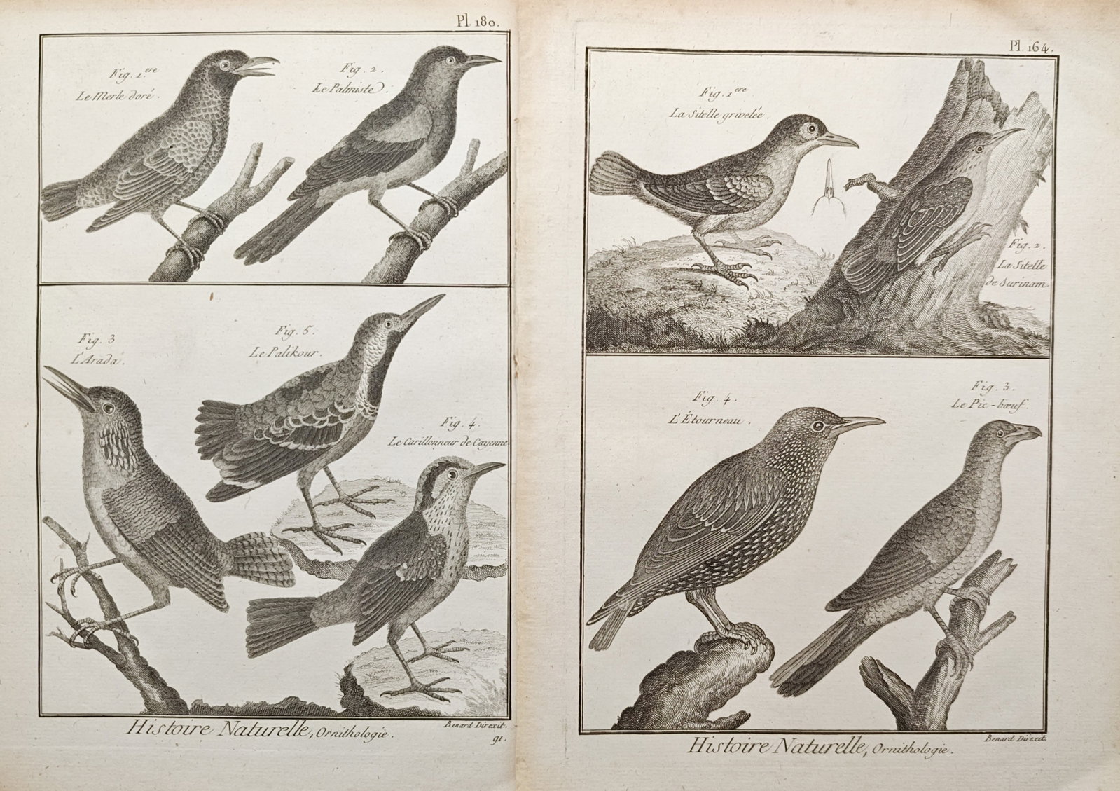Robert Bénard – Set of 2: Starlings, Nuthatches, and Thrushes – Engravings (18th Century): "Starlings, Nuthatches, and Thrushes" presents a comparative series of ornithological engravings illustrating diverse passerine birds, including European and exotic starlings, oxpeckers, tree-climbing